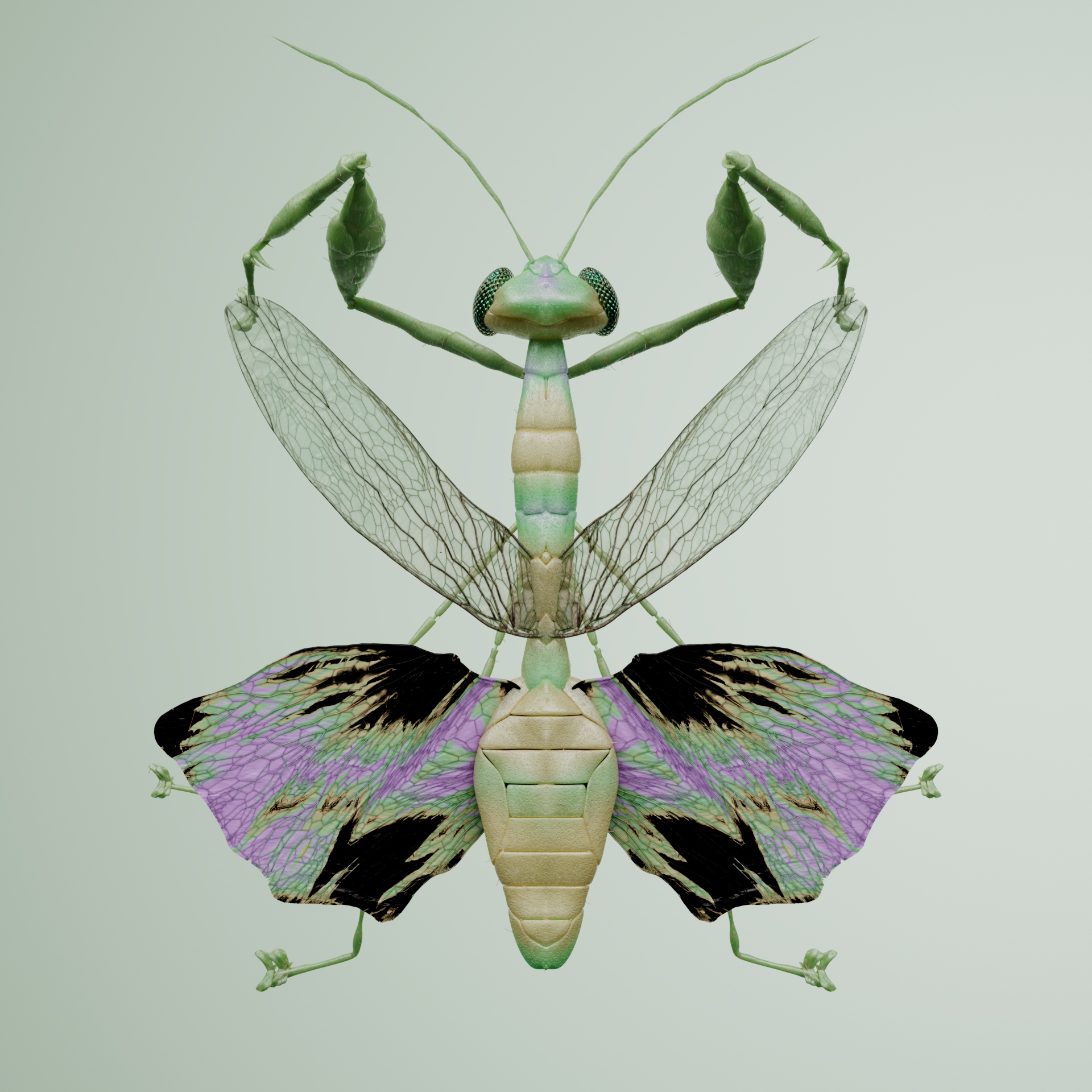 Mantodeaera concengei