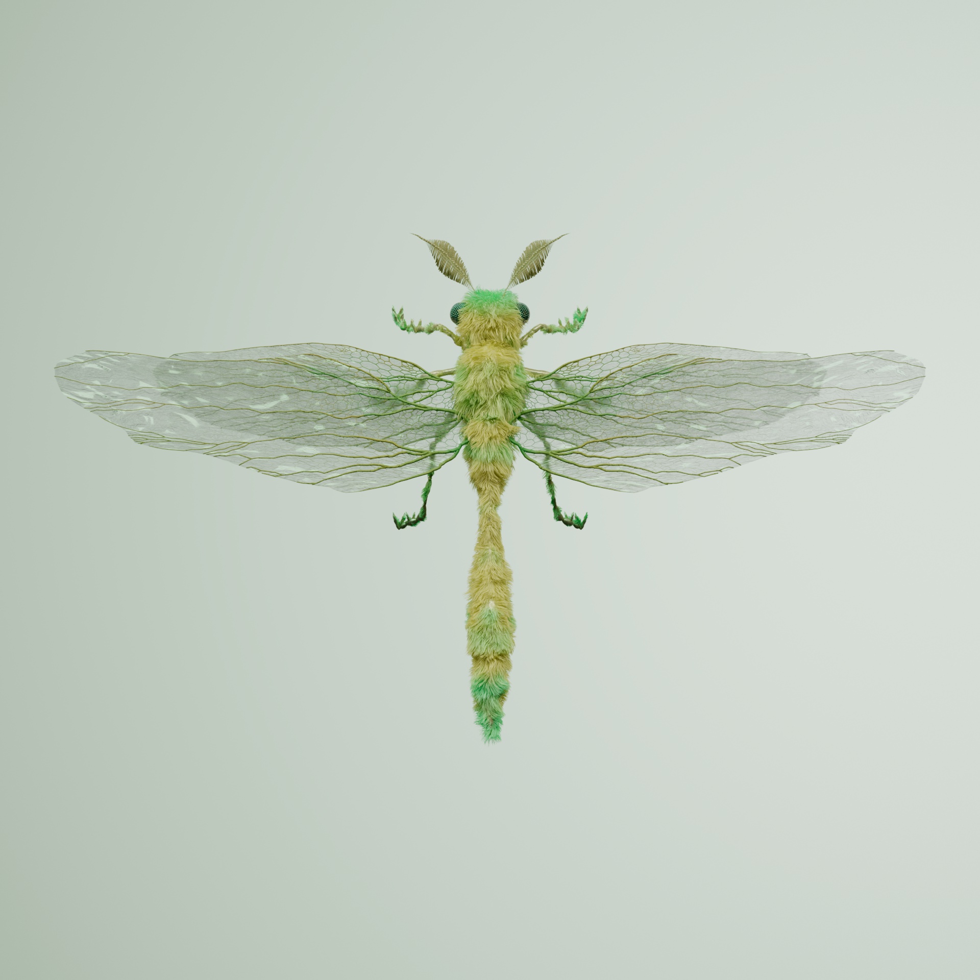 Anisopterasuperbus typyurus