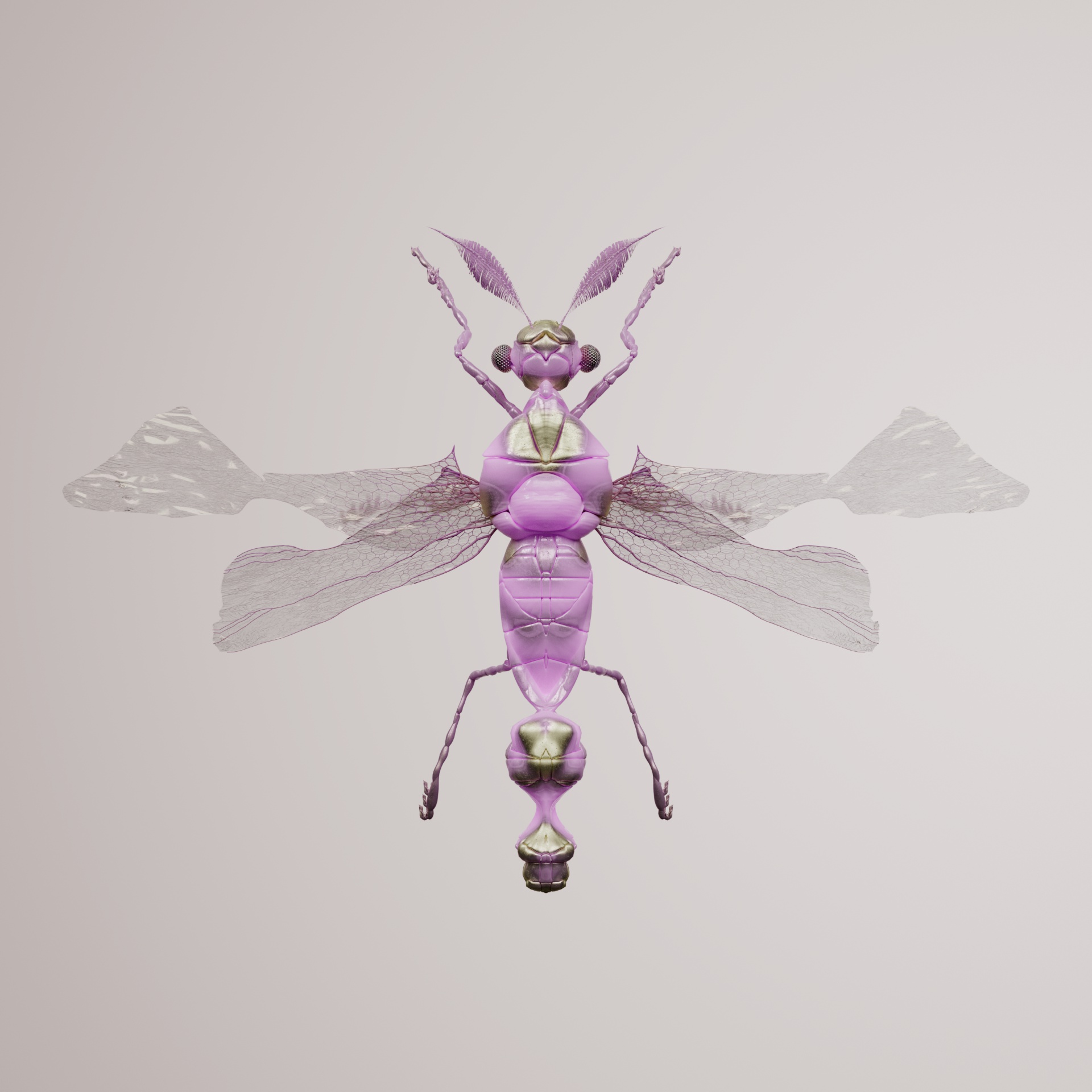 Anisopteravivida latreri