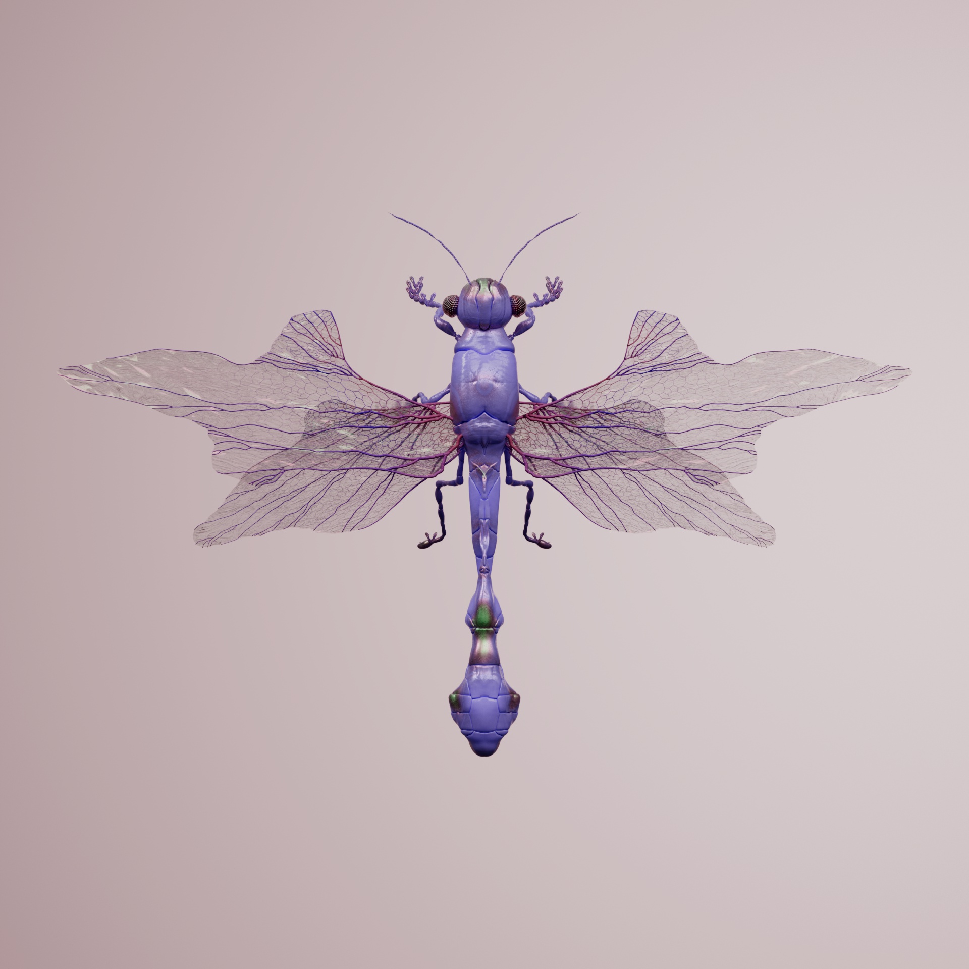 Anisopteraproceritas populonae
