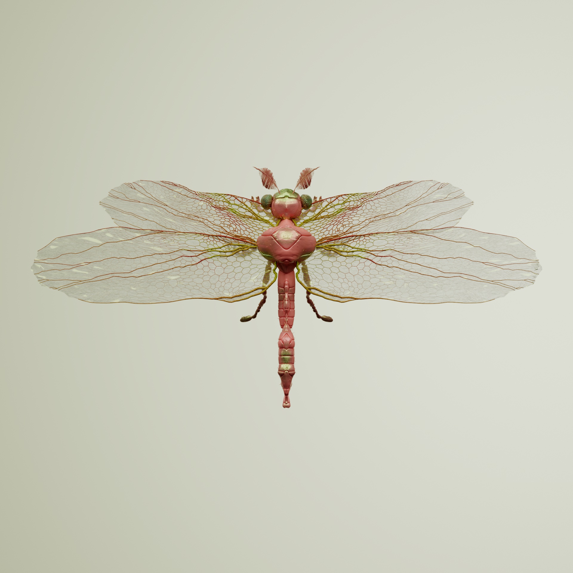 Anisopteraoria colchii