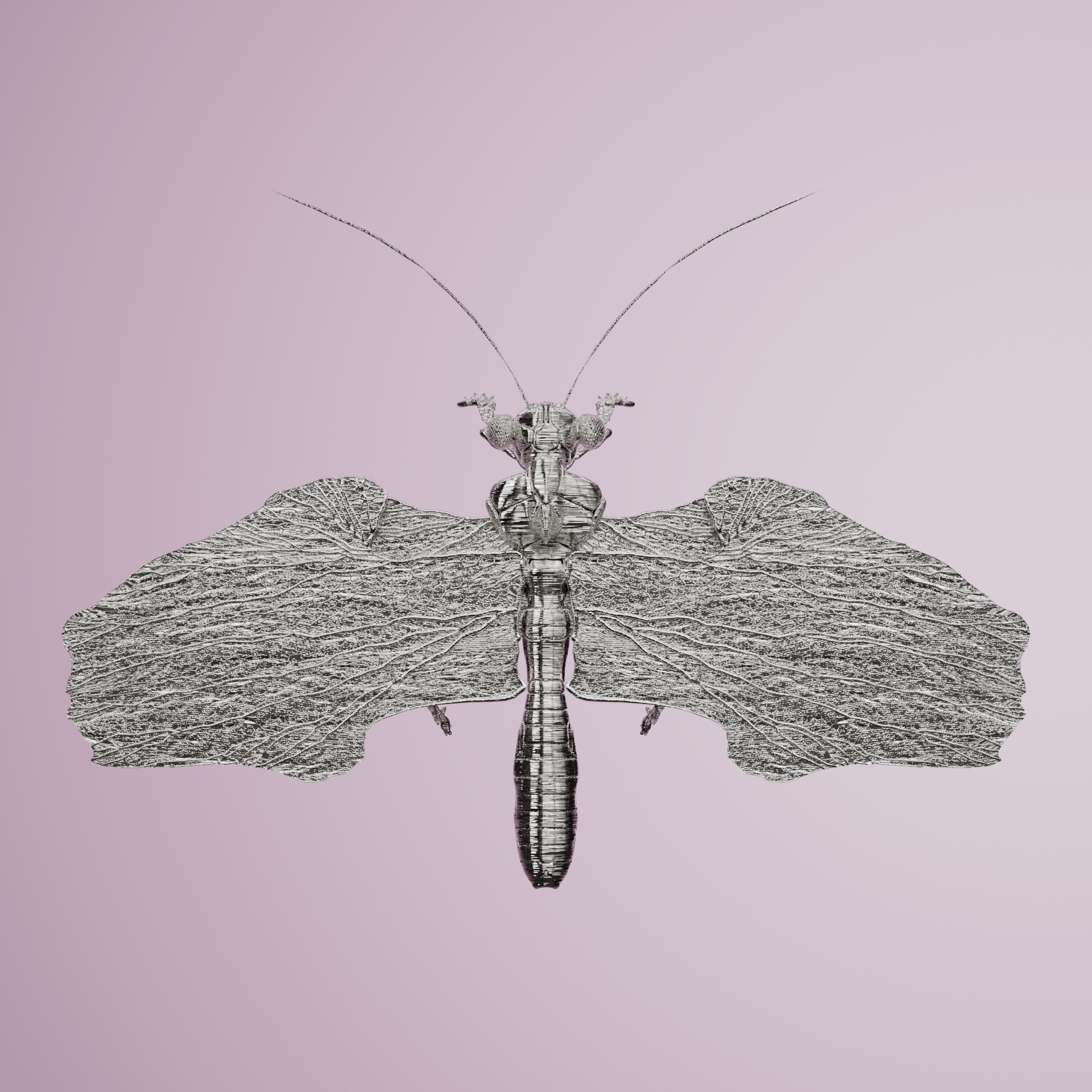 Anisopteraerus ajeensis