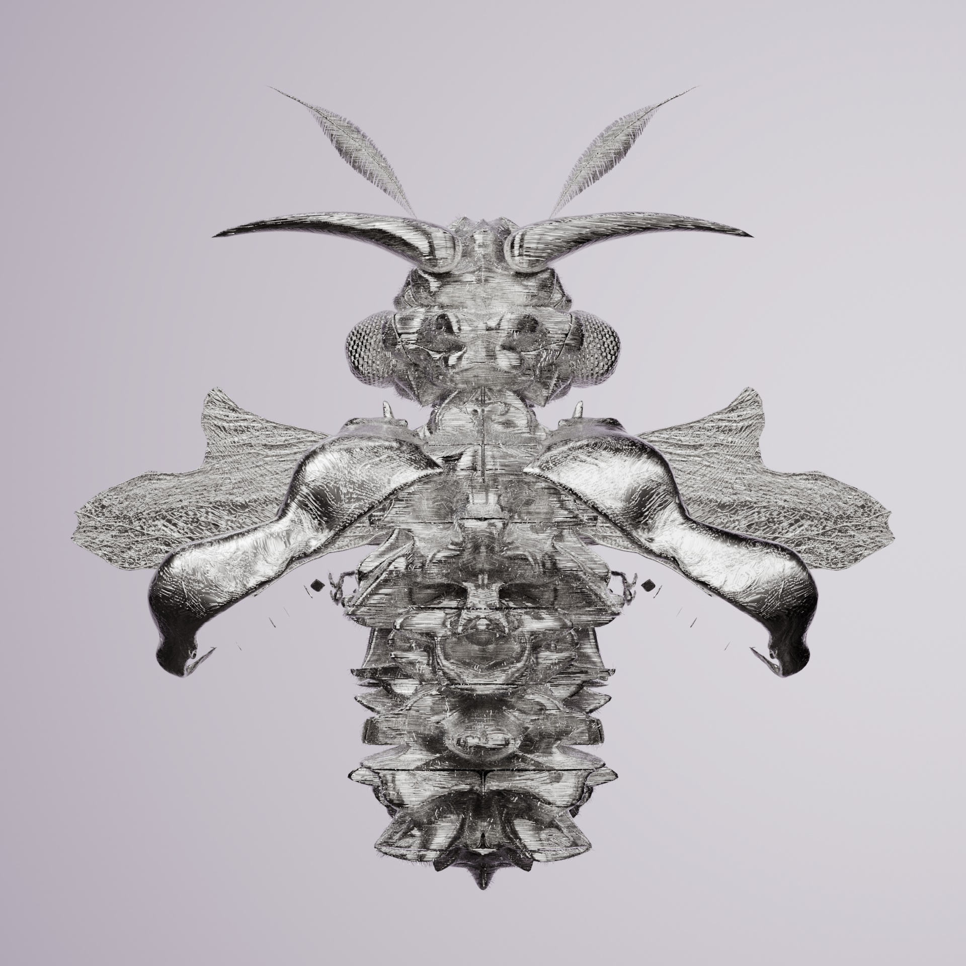 Coleopteracerritulus volitereus