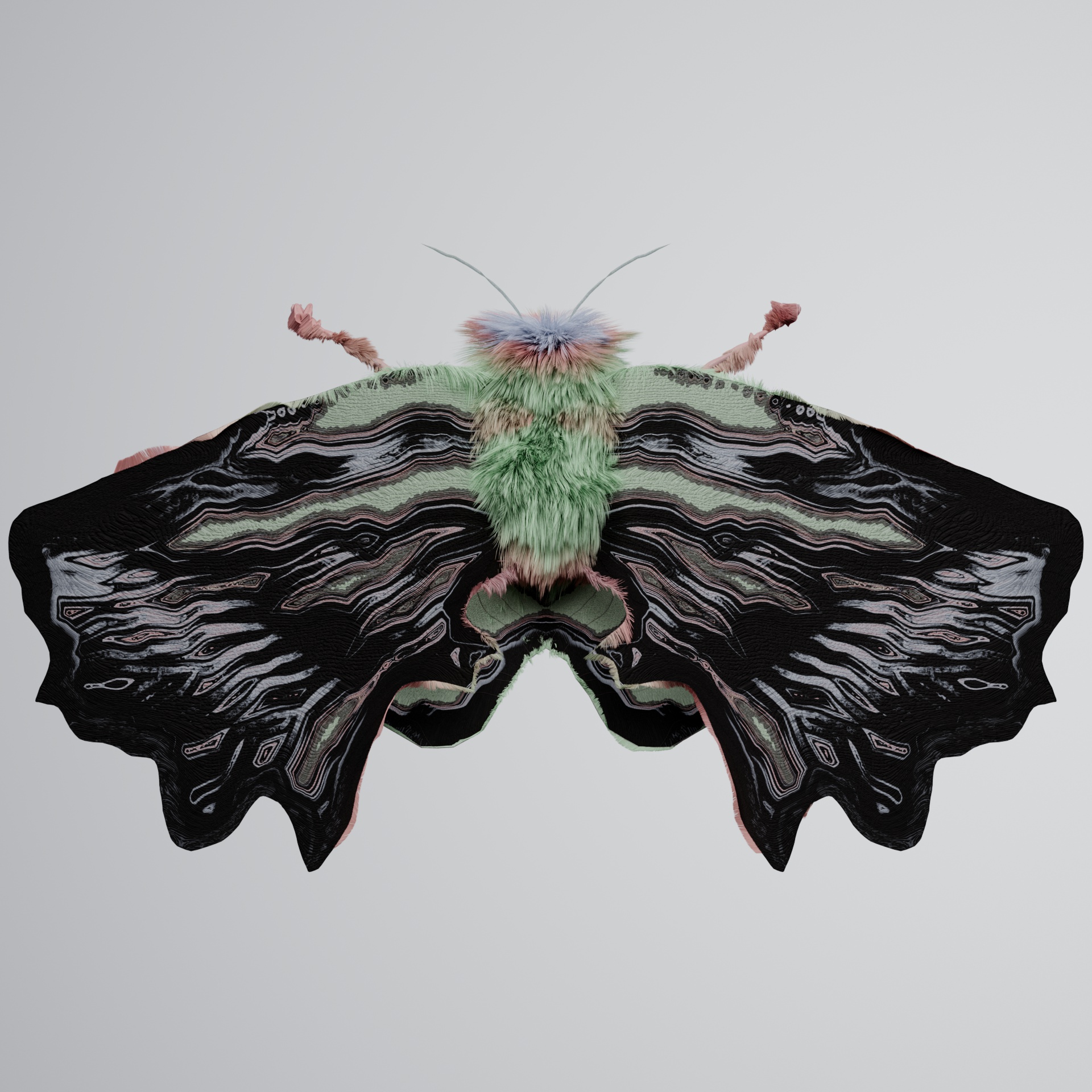 Lepidopteraox macrocodes
