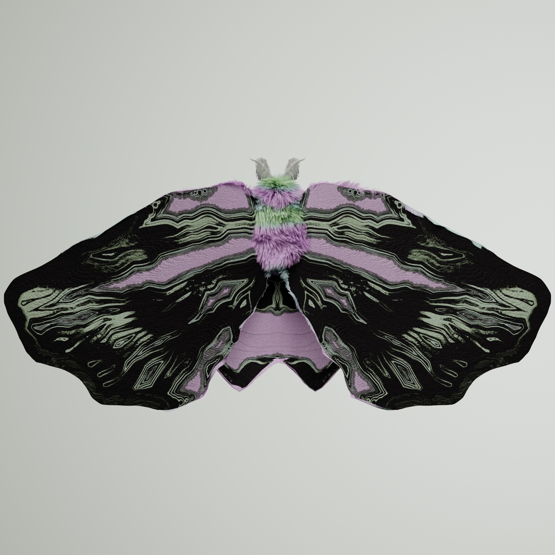 Lepidopterapinguis vittynchos