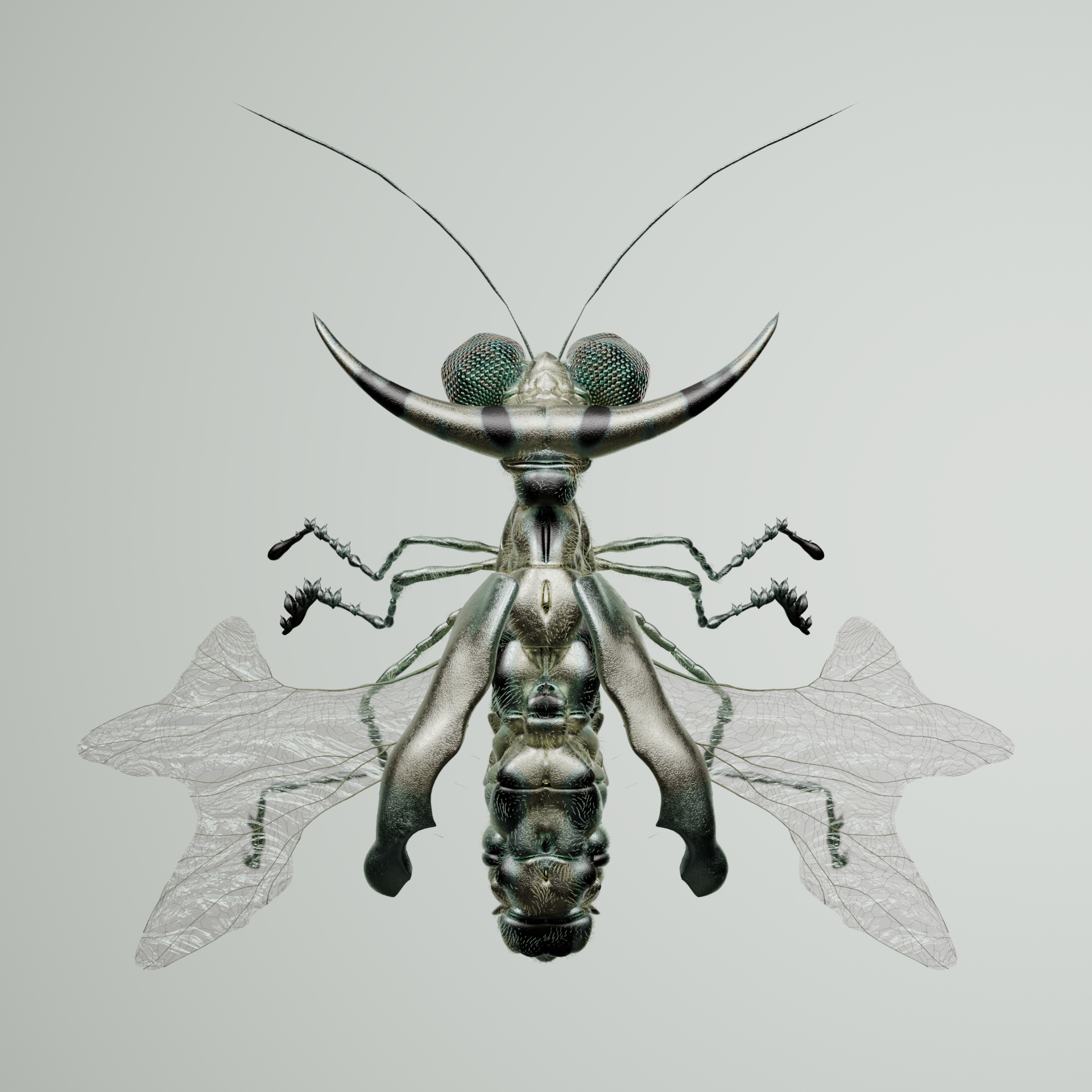 Coleopterayphorus binozoa