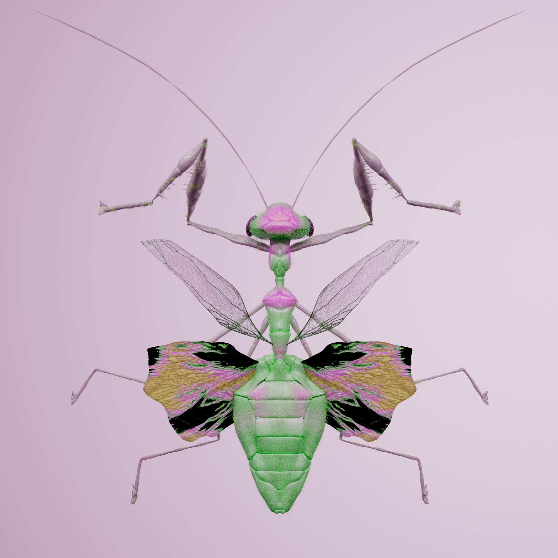 Mantodeapinguis vulpera