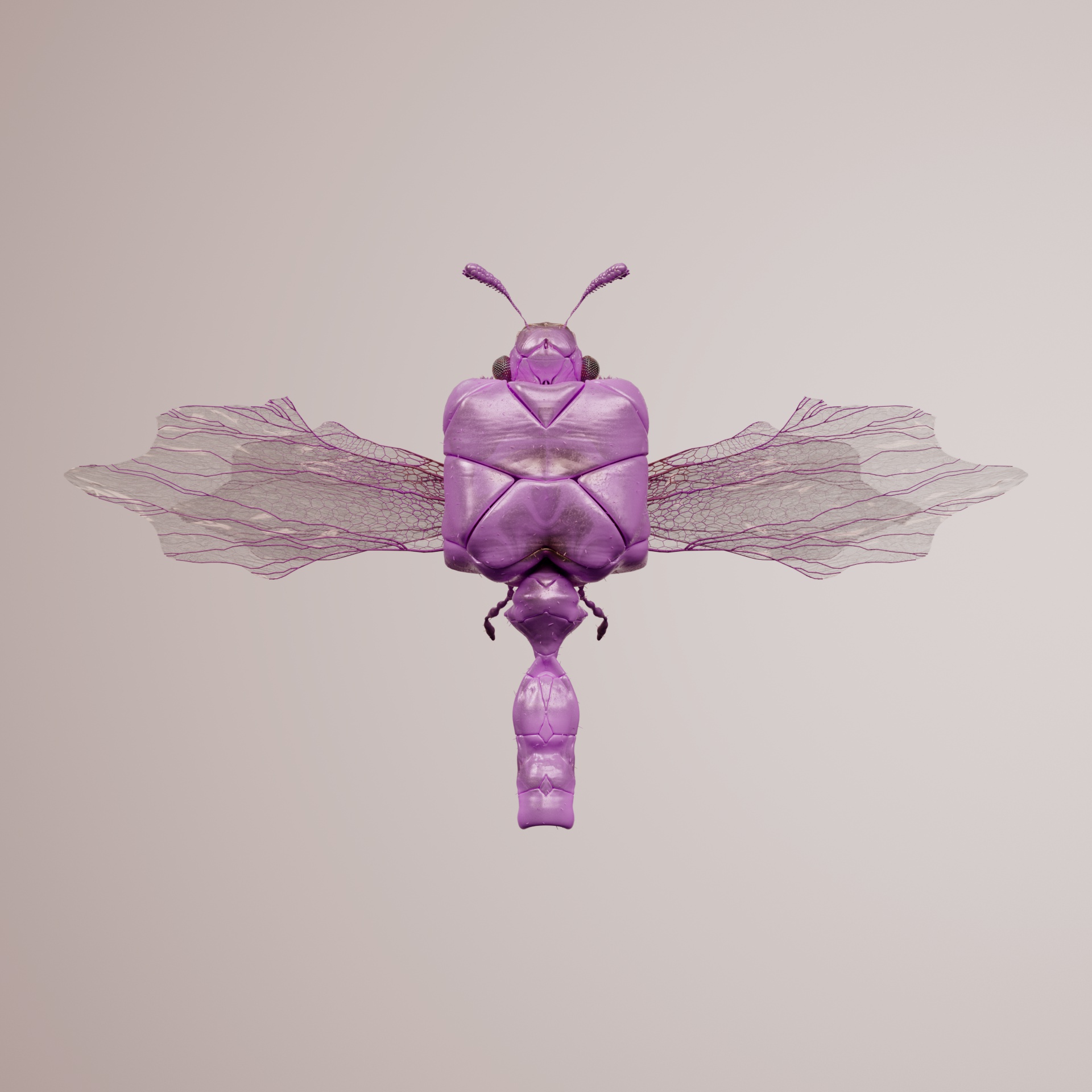 Anisopterasuperbus rubecoyi