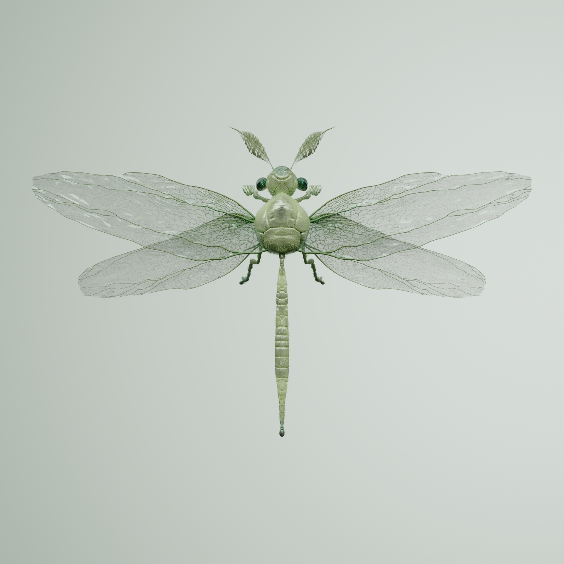 Anisopteraproceritas piconicus