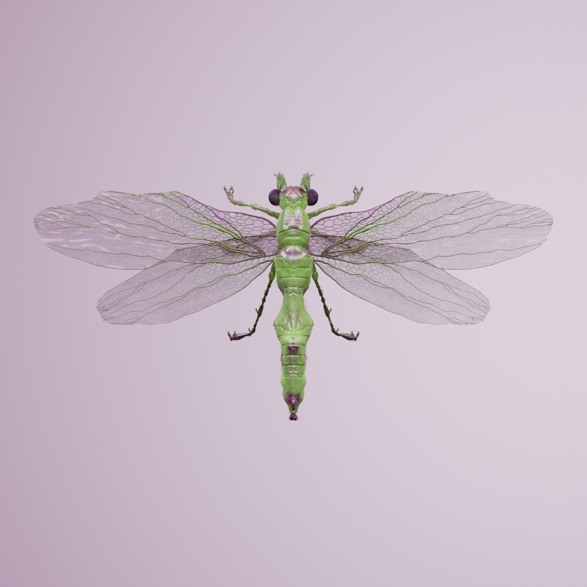 Anisopteraiidae rosmens