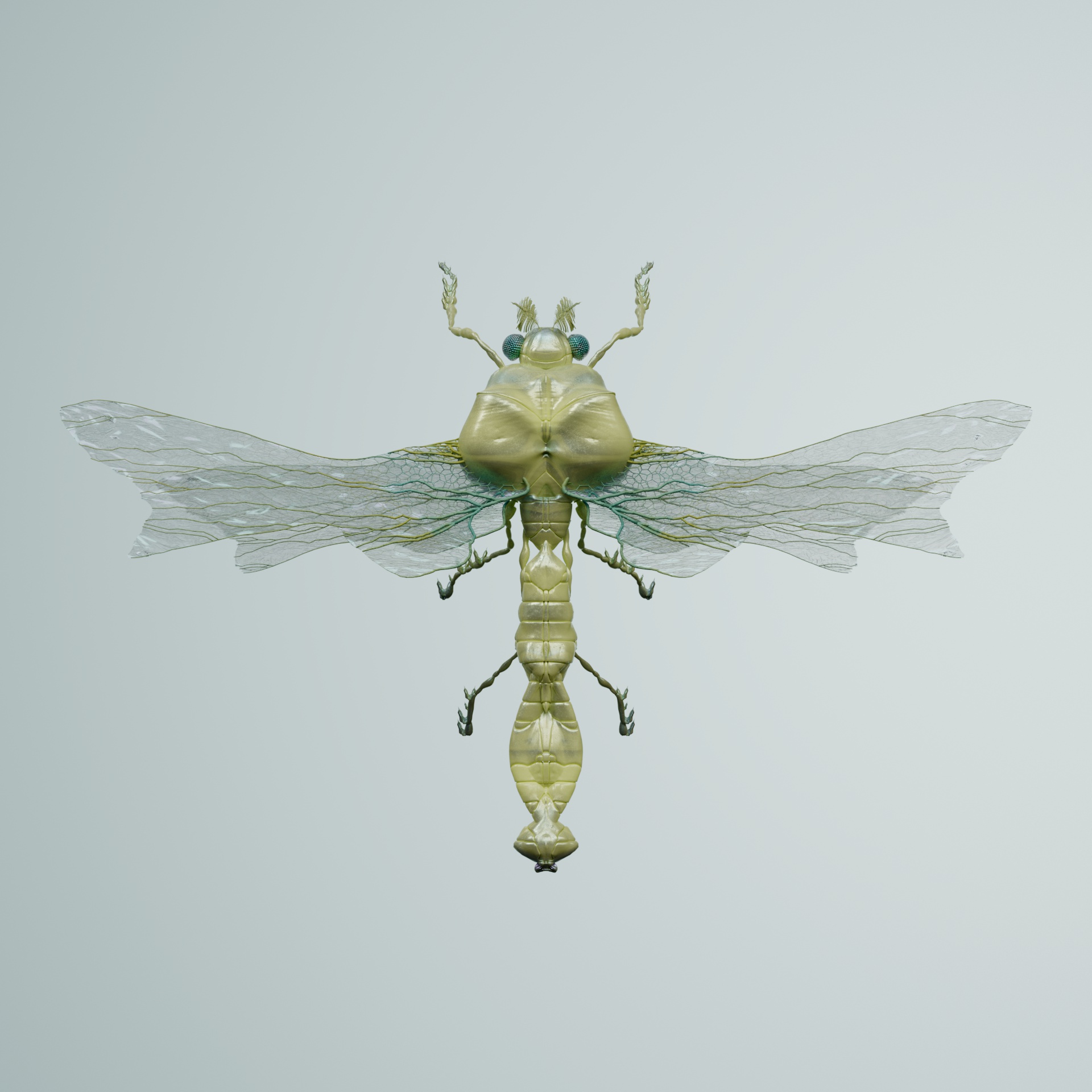 Anisopteracerritulus serveri
