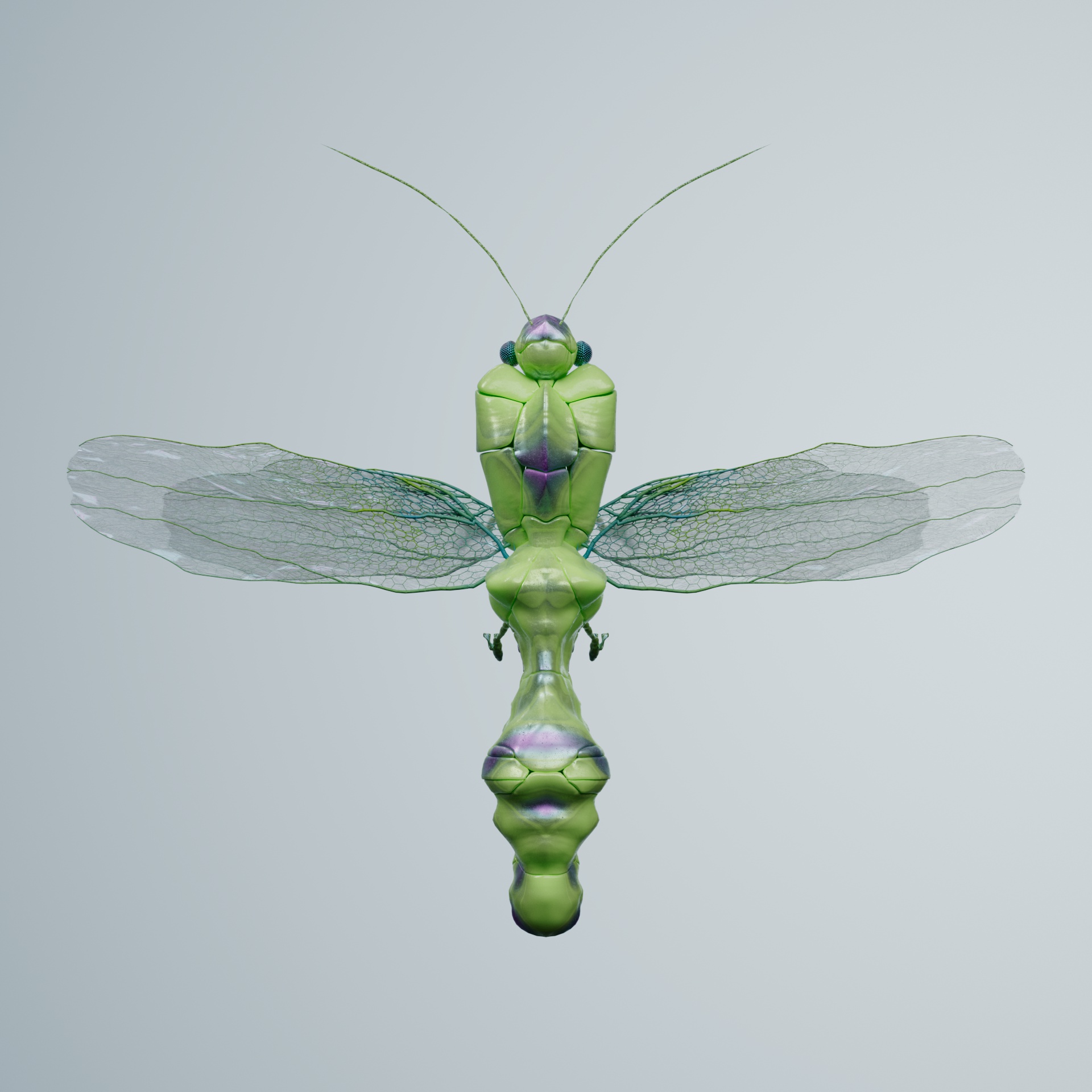 Anisopteraecta liberalunga