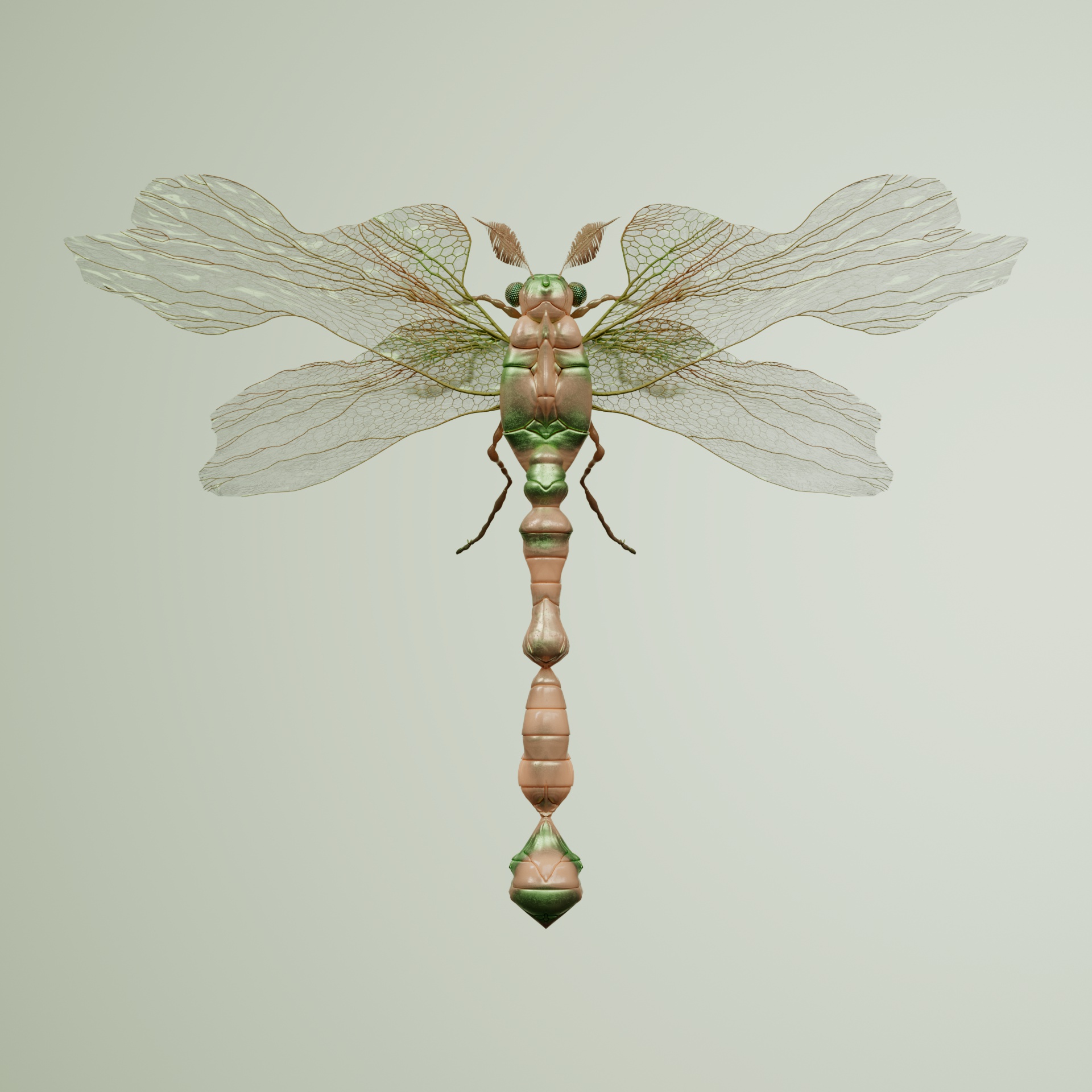 Anisopteracerritulus familox