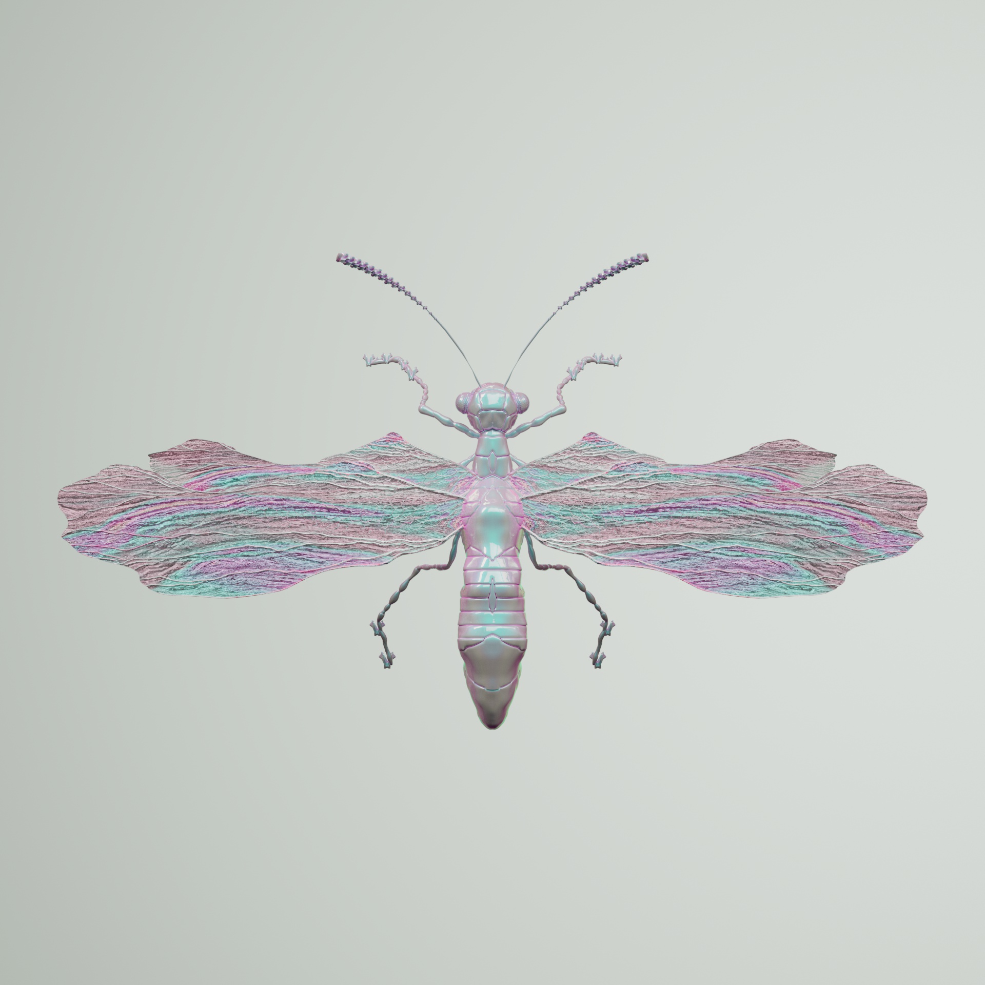Anisopteravivida atraica