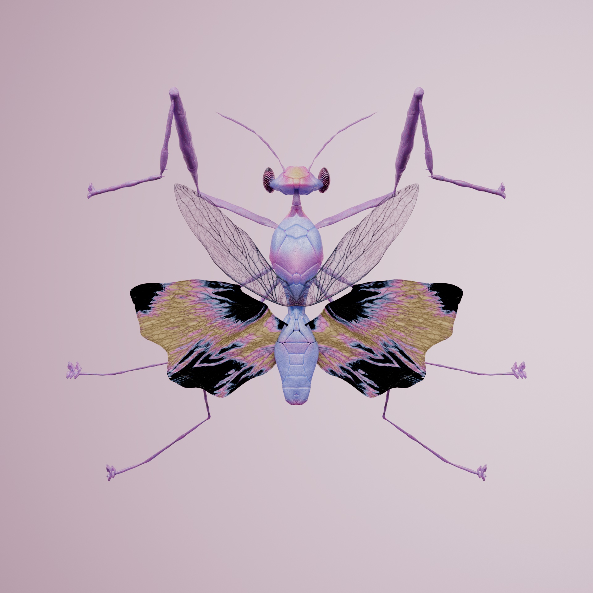 Mantodeaachia amoyensorius