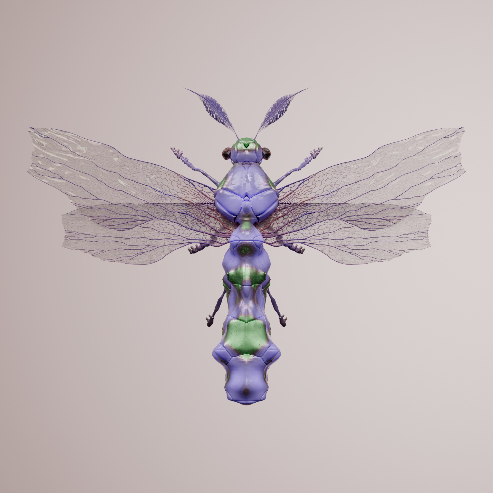 Anisopteravivida fuliceps