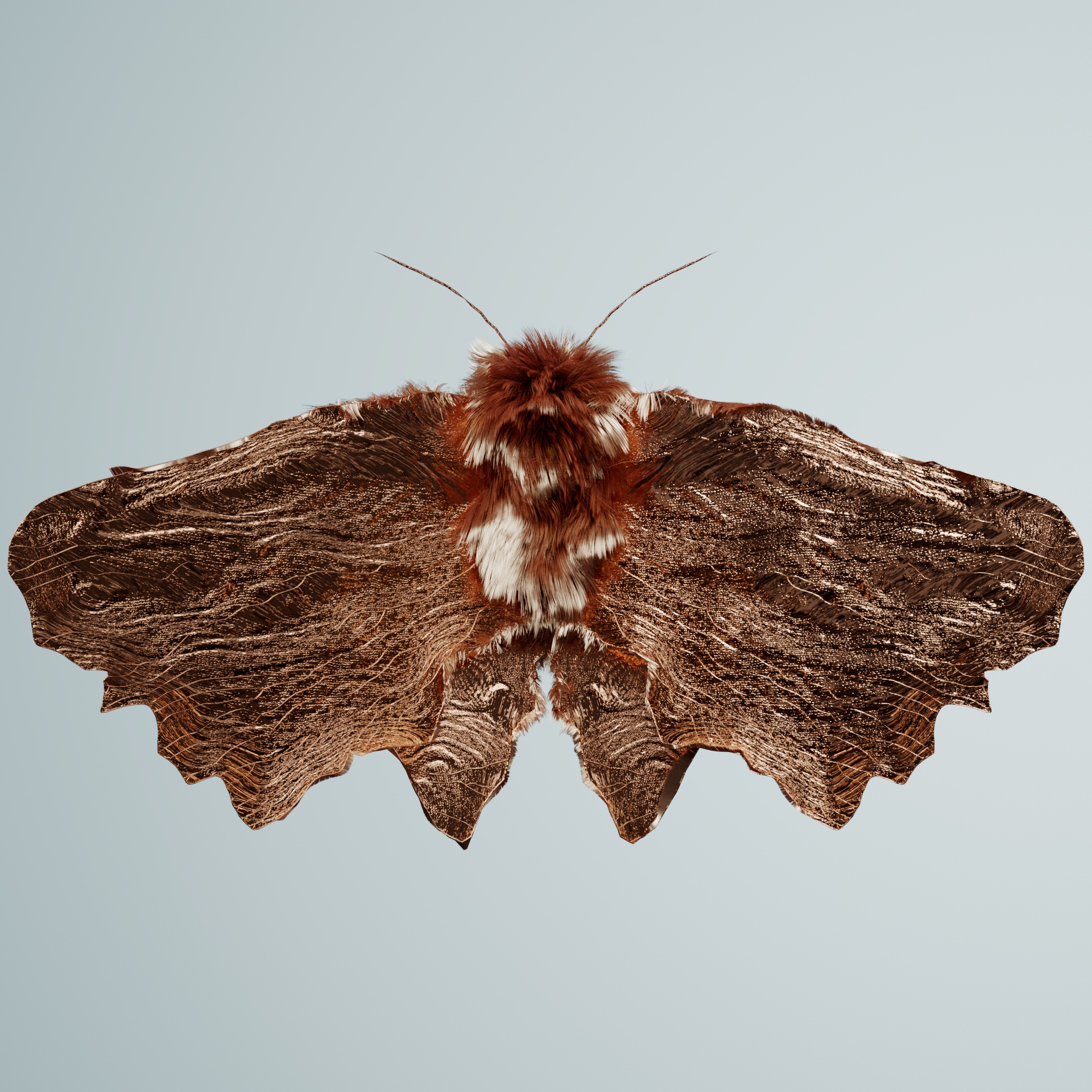 Lepidopteraerdo dorsodes