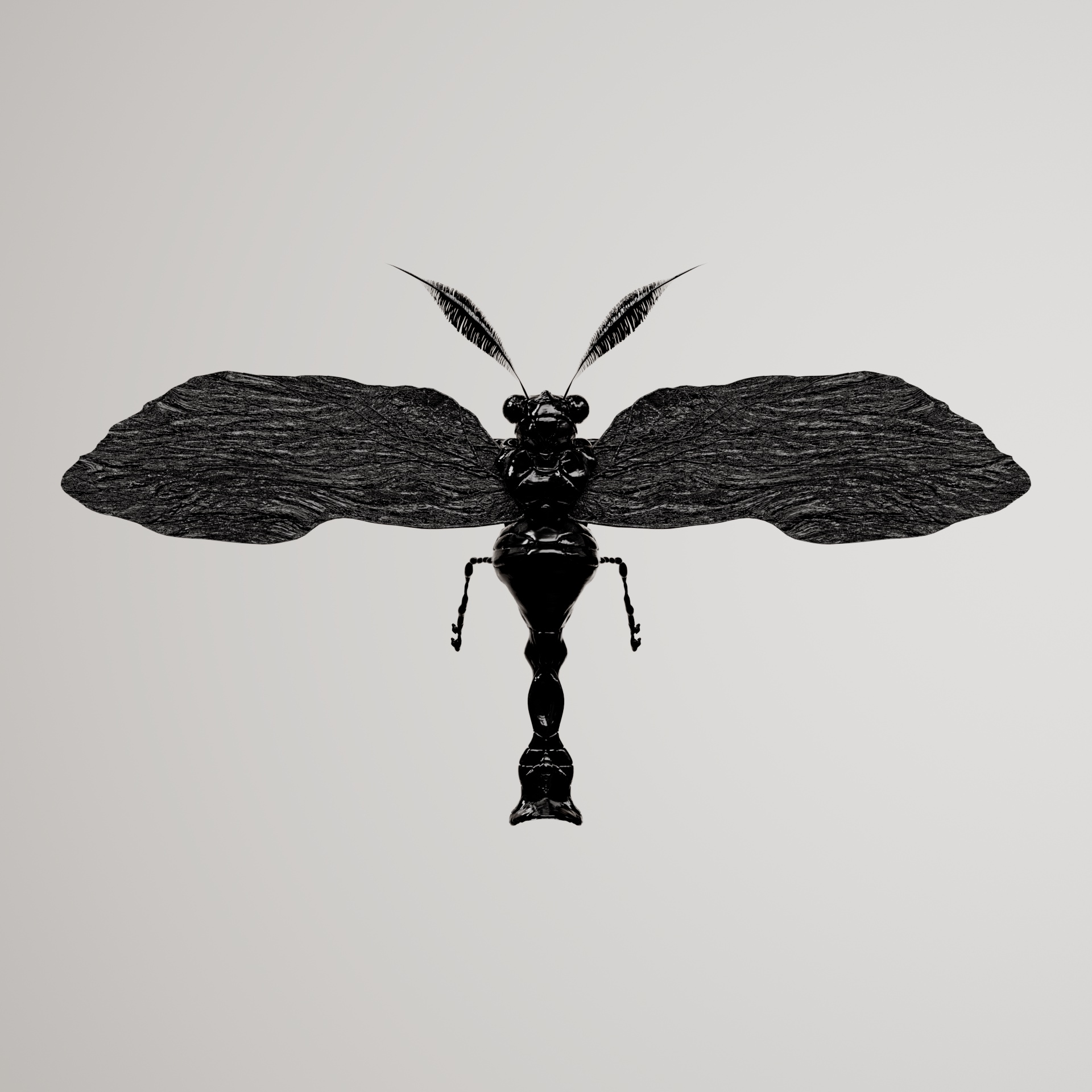 Anisopteracerritulus radiatalia