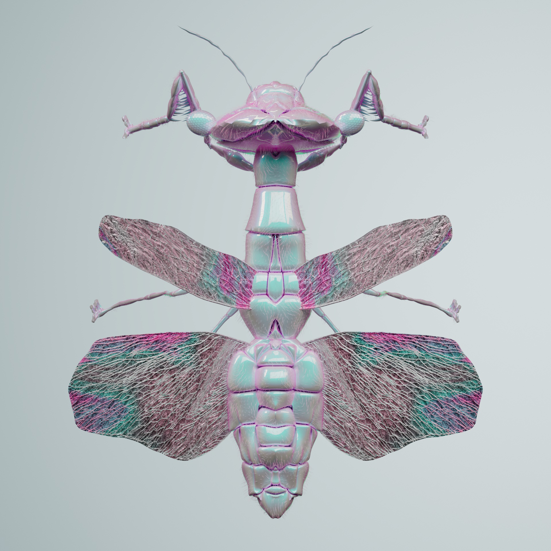 Mantodeavivida dromedilus