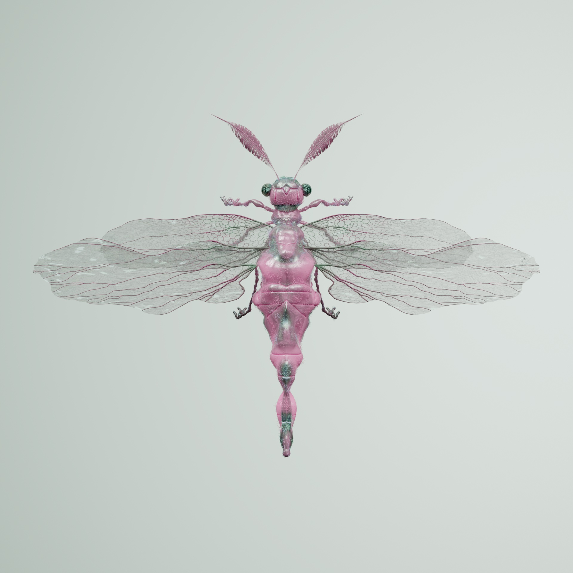 Anisopterapinguis conciensis