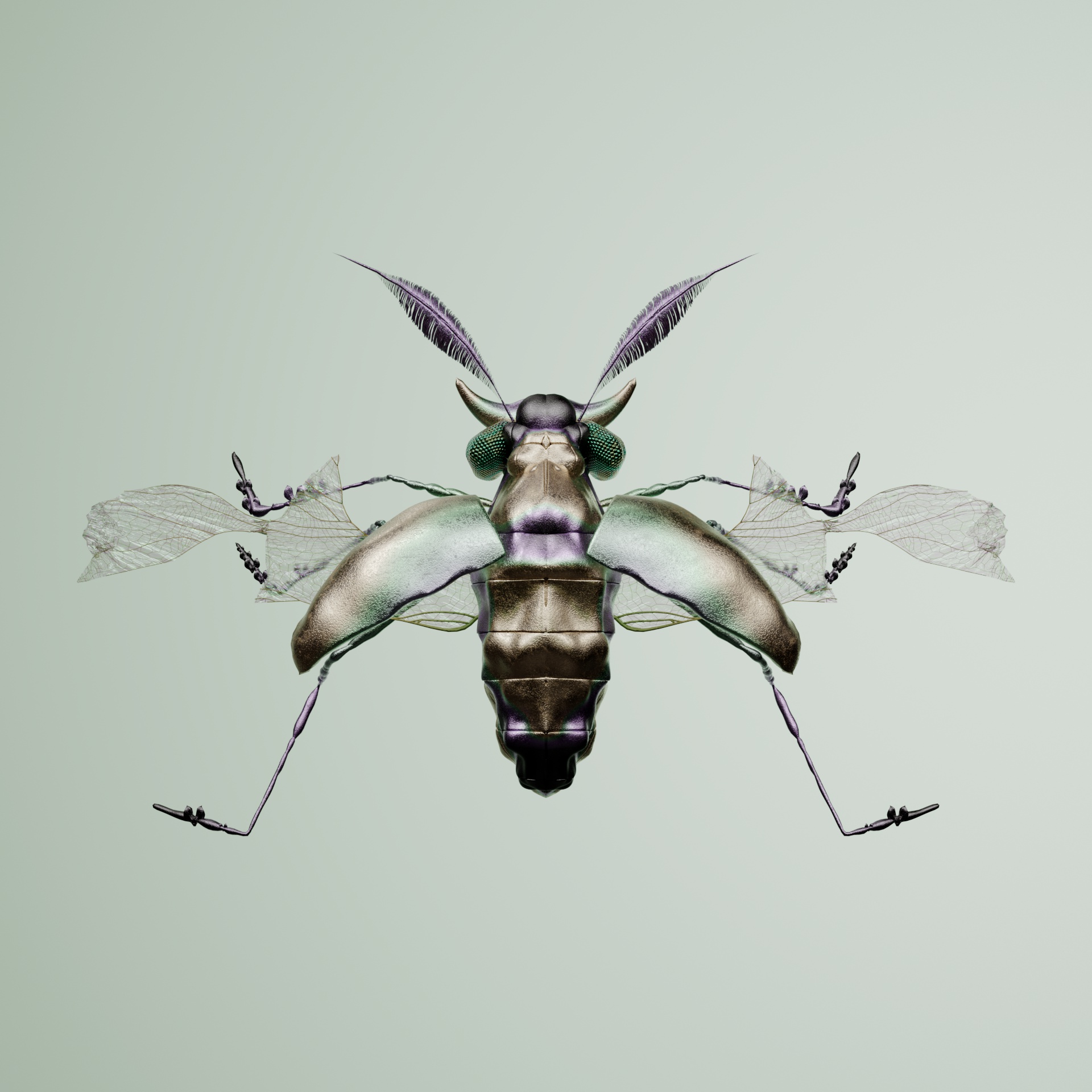 Coleopteraanus concengei