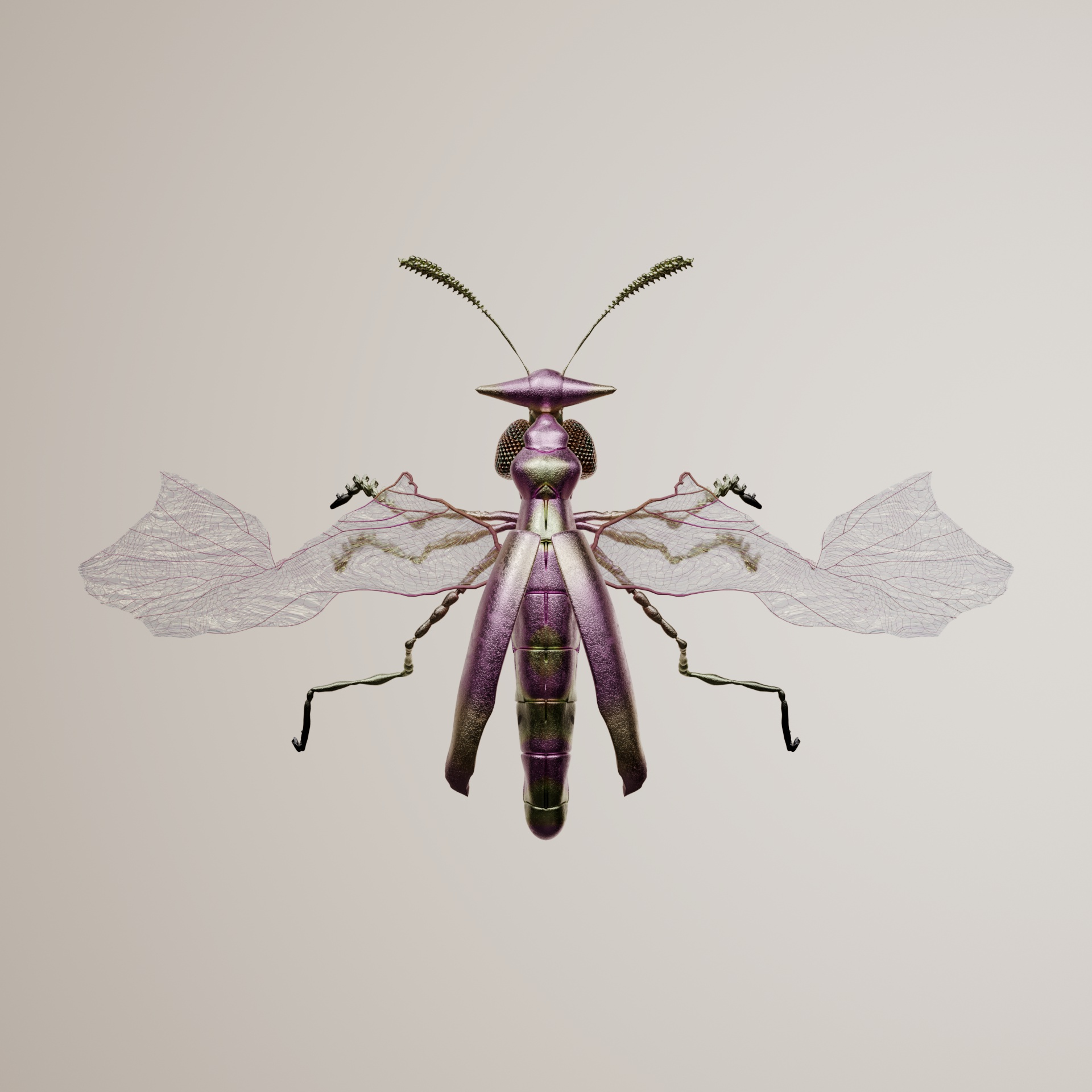 Coleopteraaria truncectum