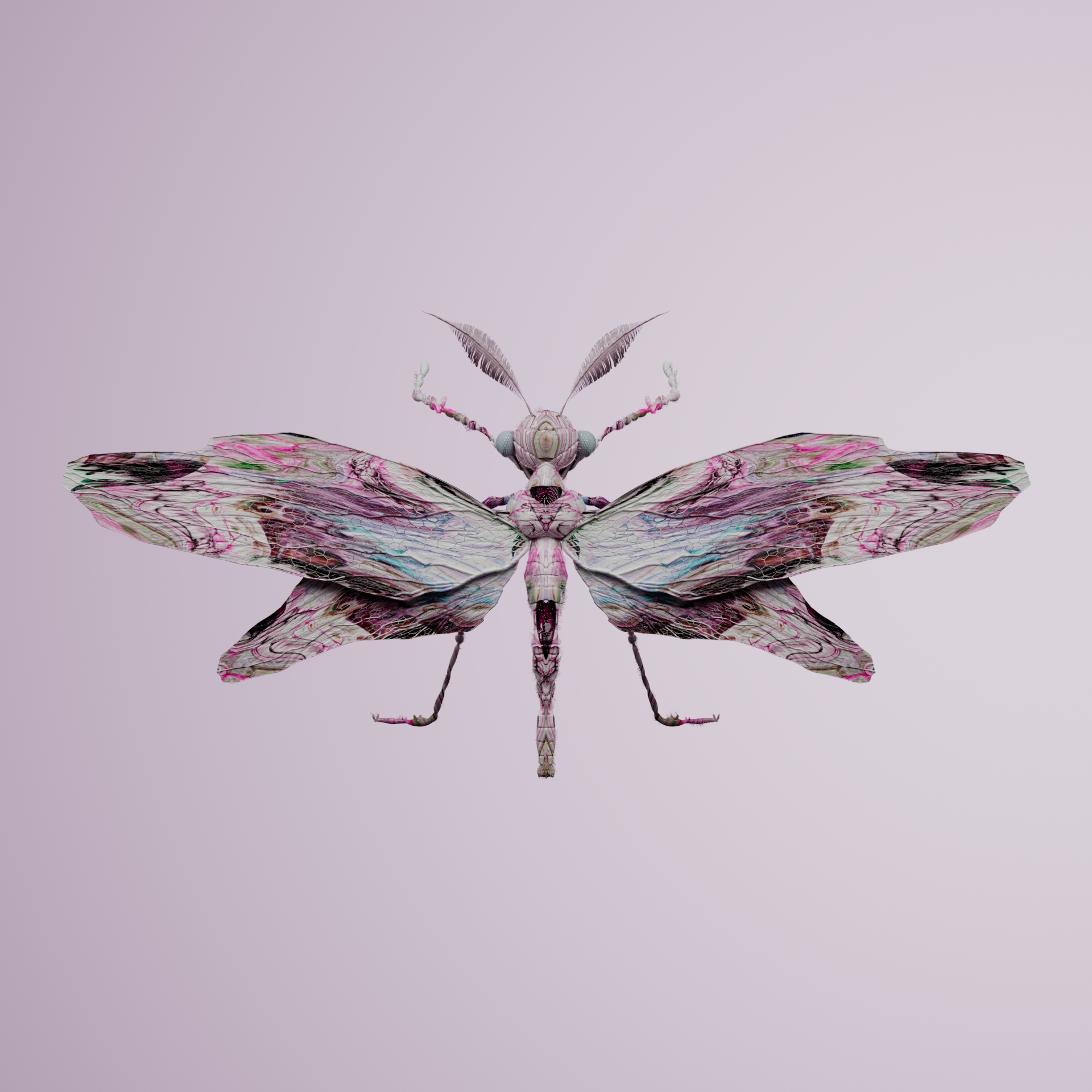 Anisopteravivida viverrarinia