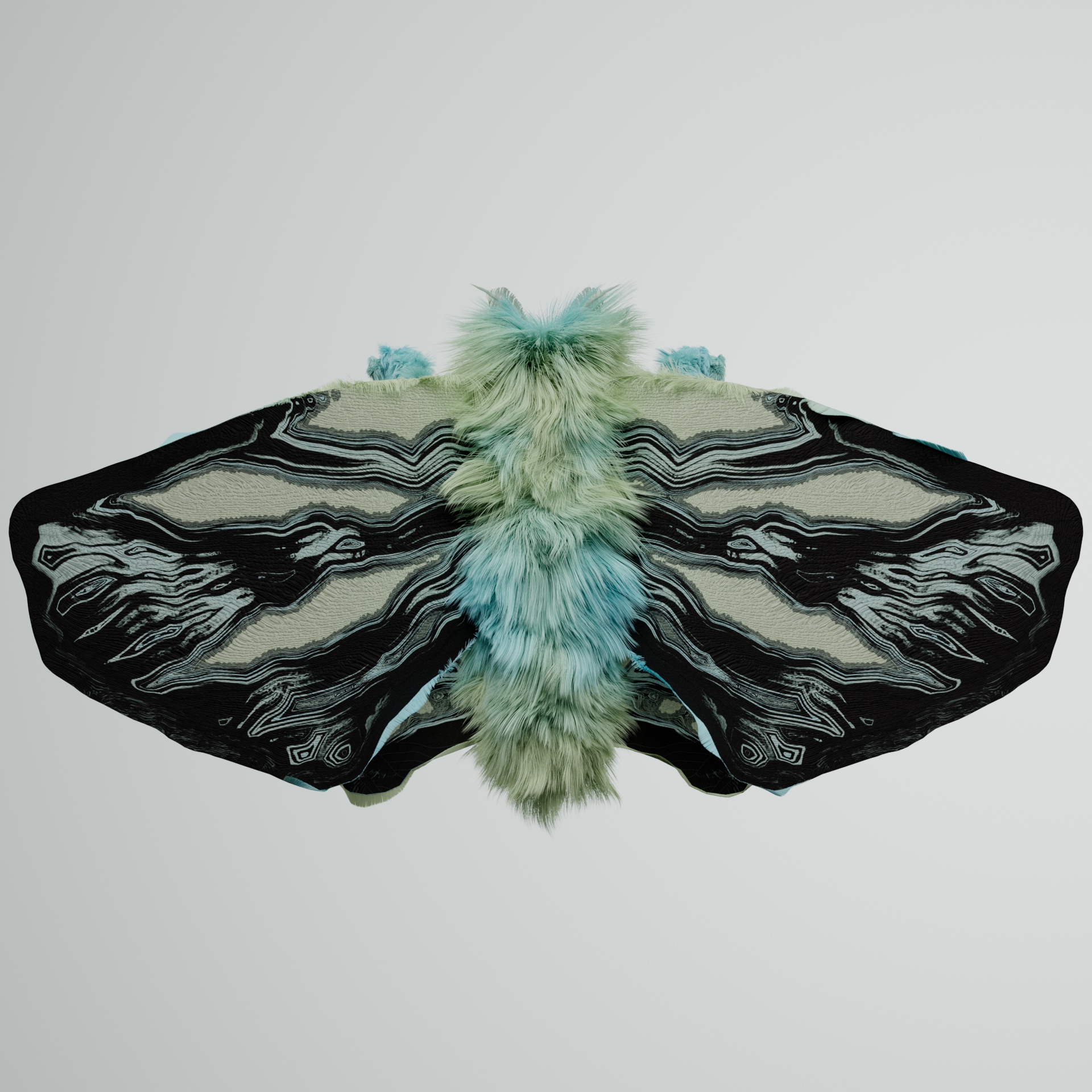 Lepidopteraproceritas grauerues