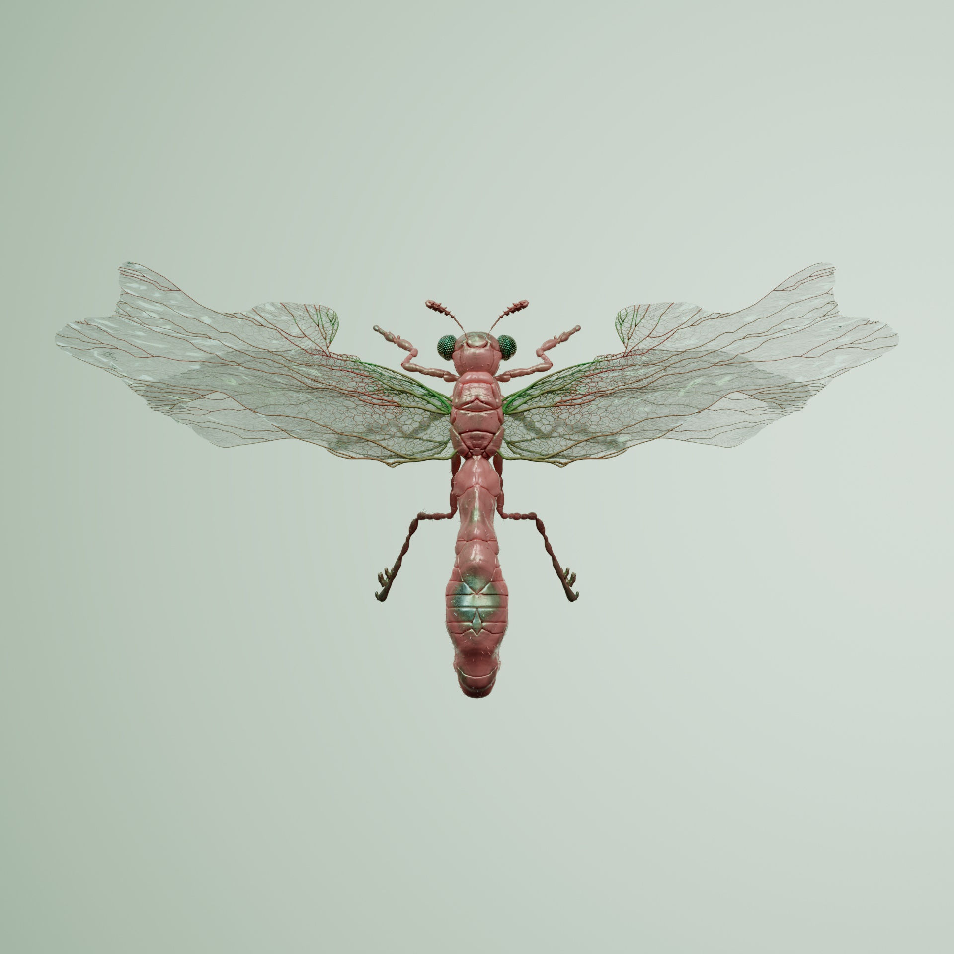 Anisopterapinguis brachalus