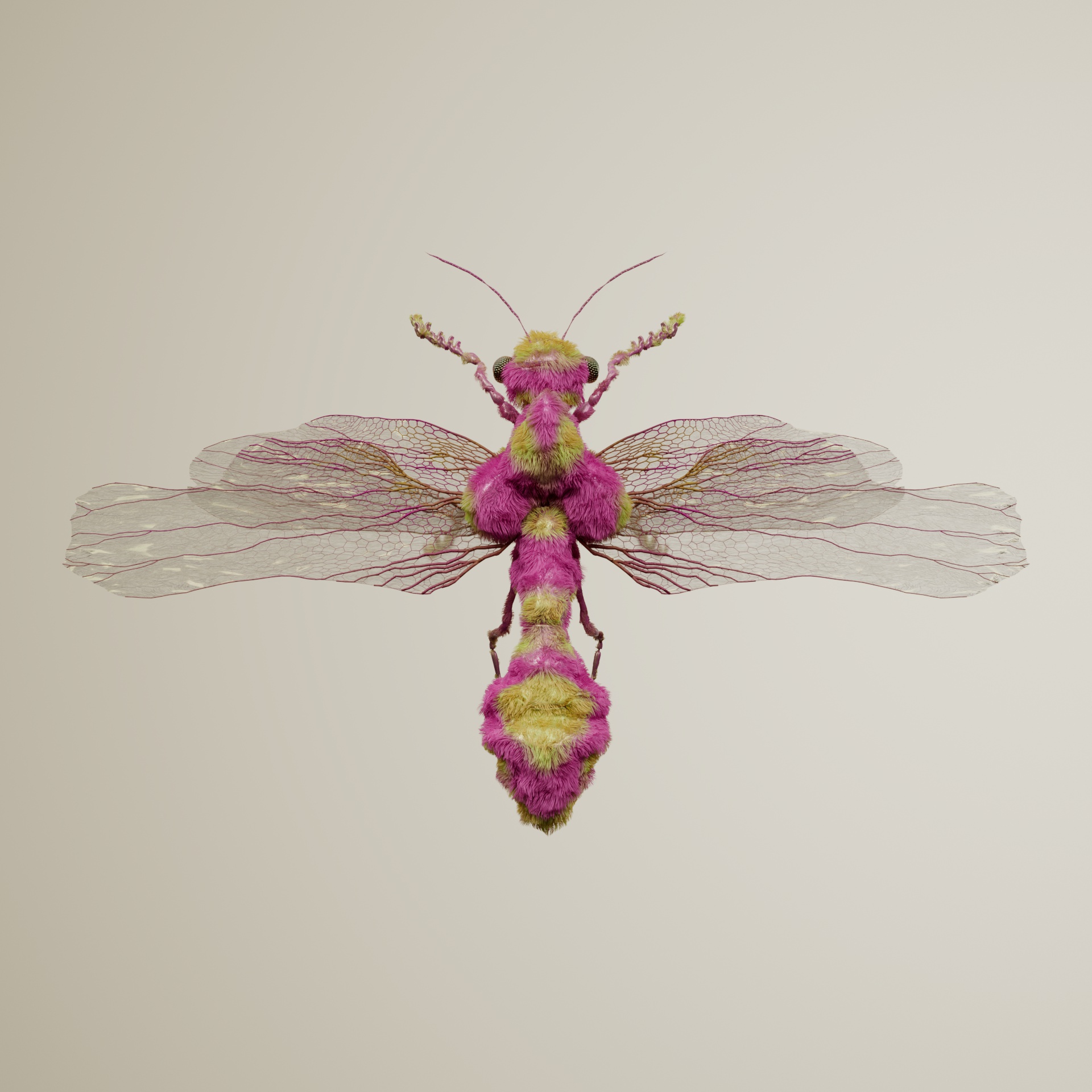 Anisopterasuperbus putaeris