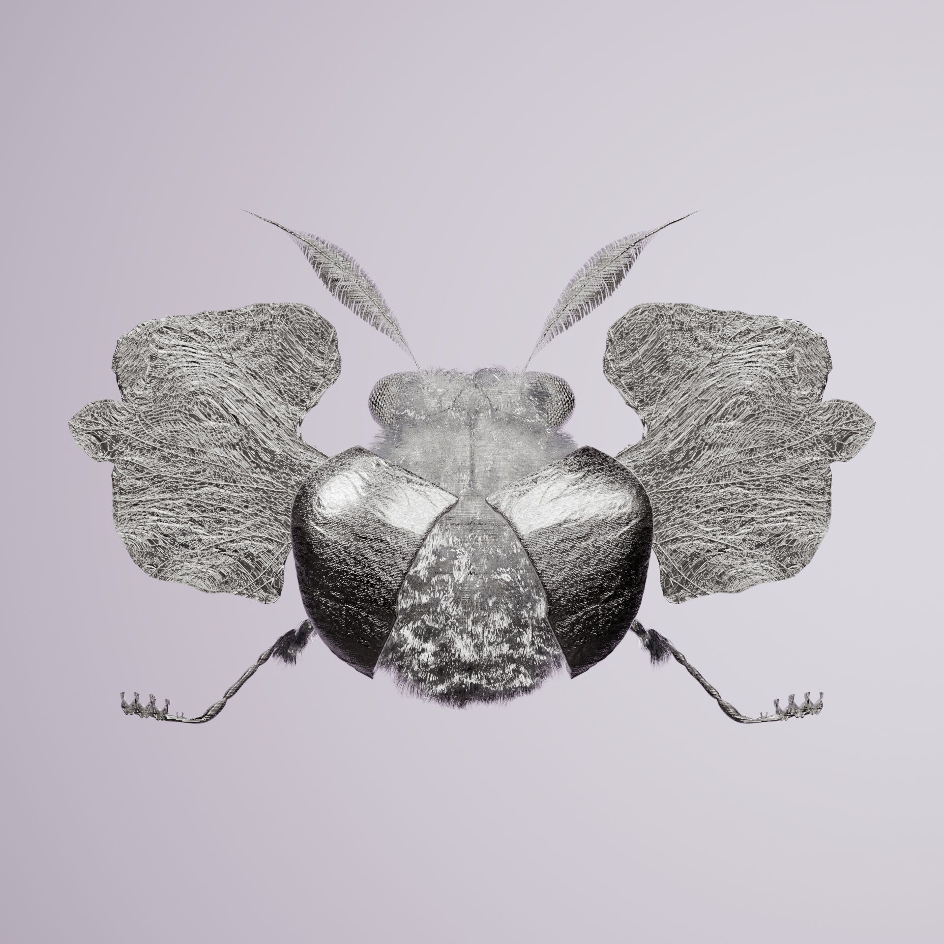 Coleopterapinguis sumatrua