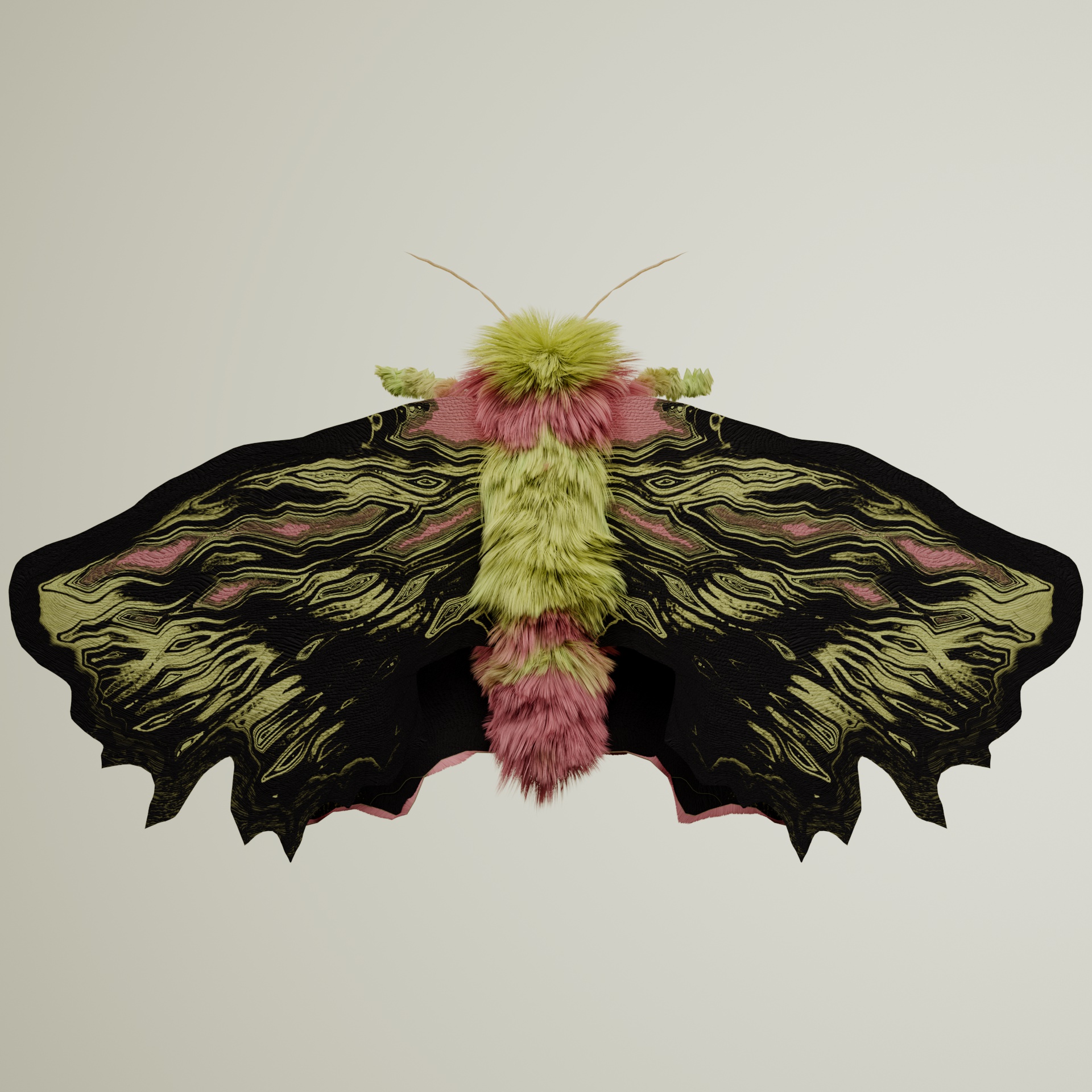 Lepidopteravivida irarius