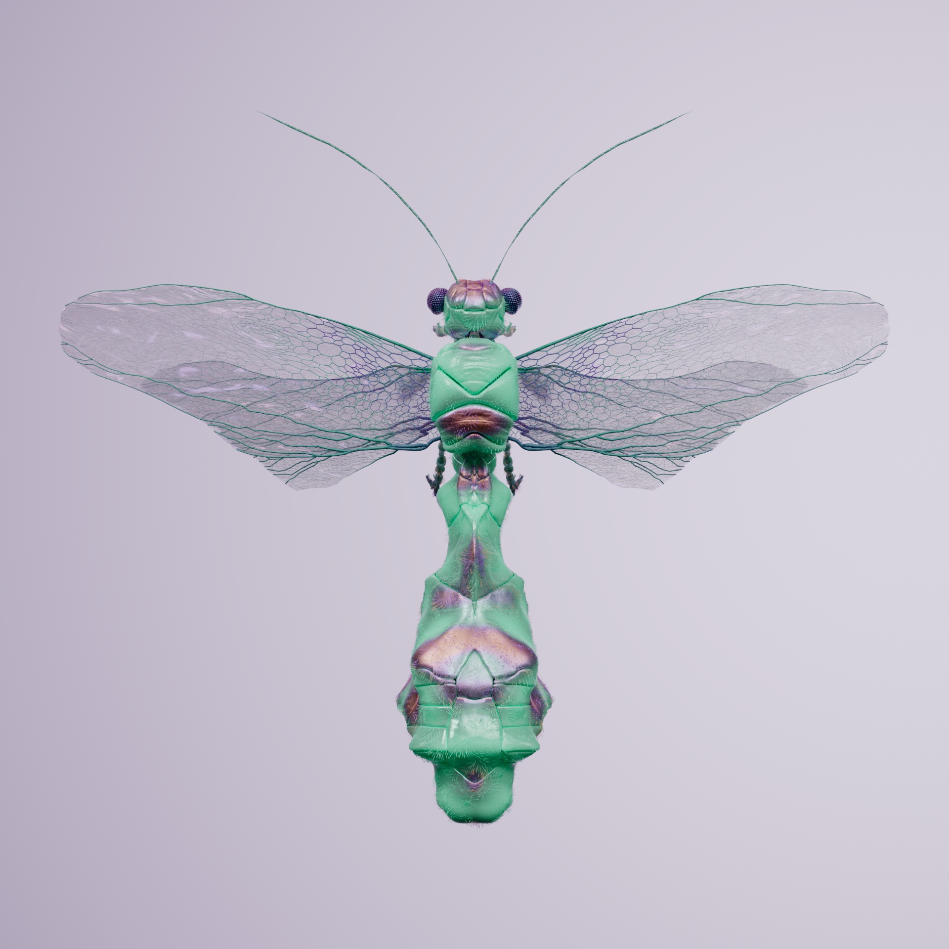 Anisopteracerritulus derboditus