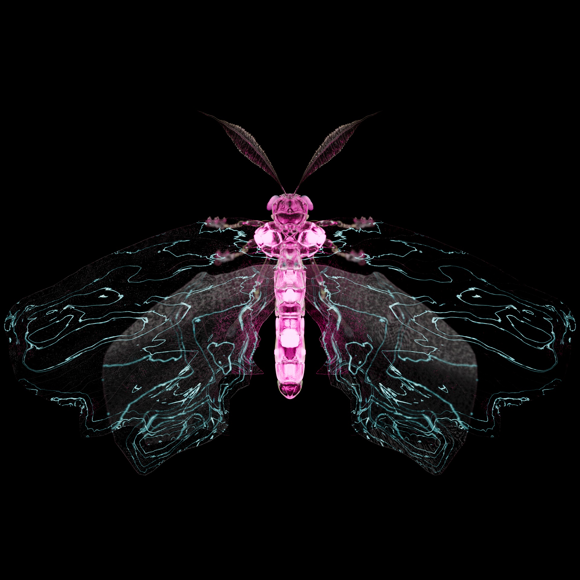 Lepidopteraproceritas sulfuroditus