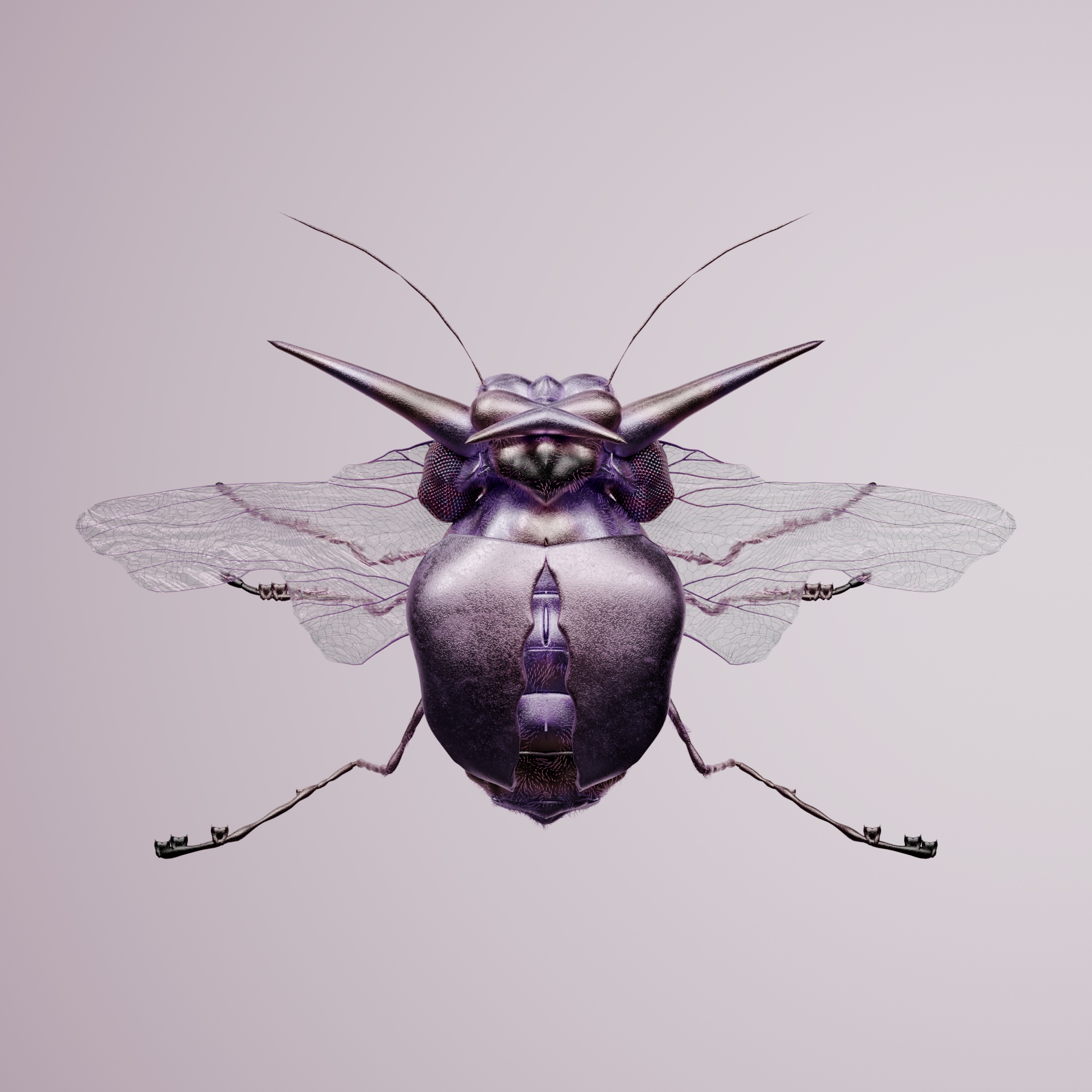 Coleopterairi bisonanus