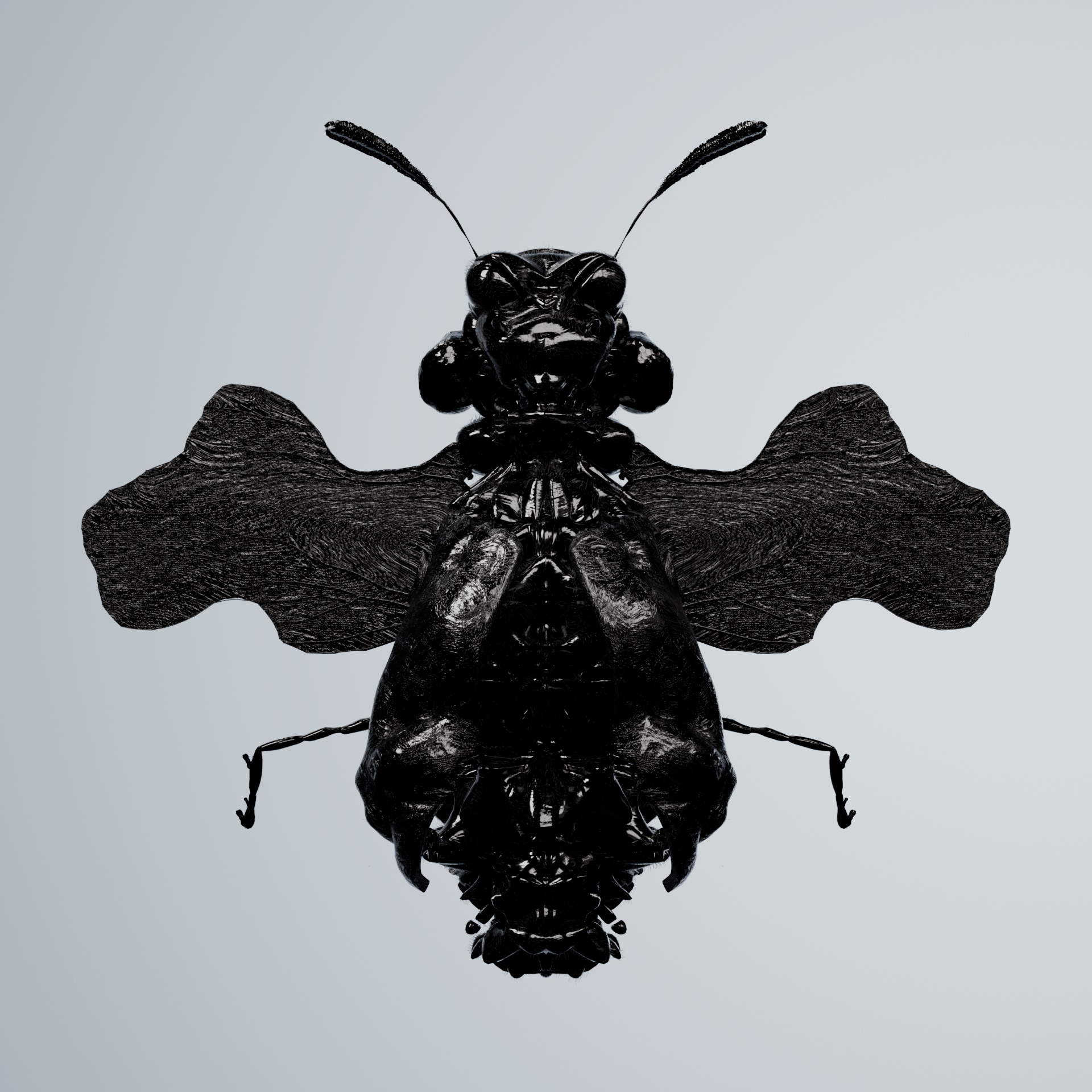 Coleopteraproceritas lumiens