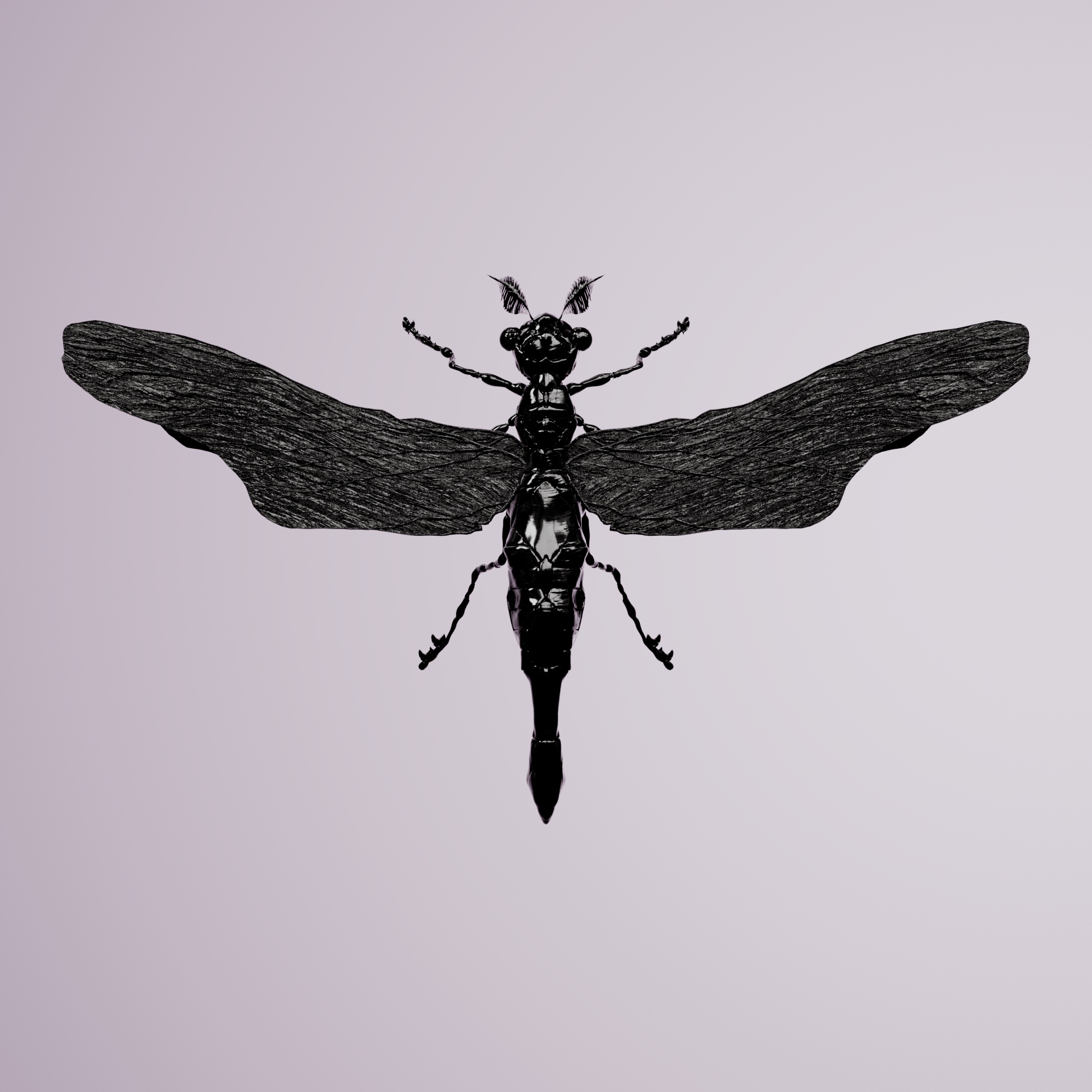 Anisopterapinguis aculiol