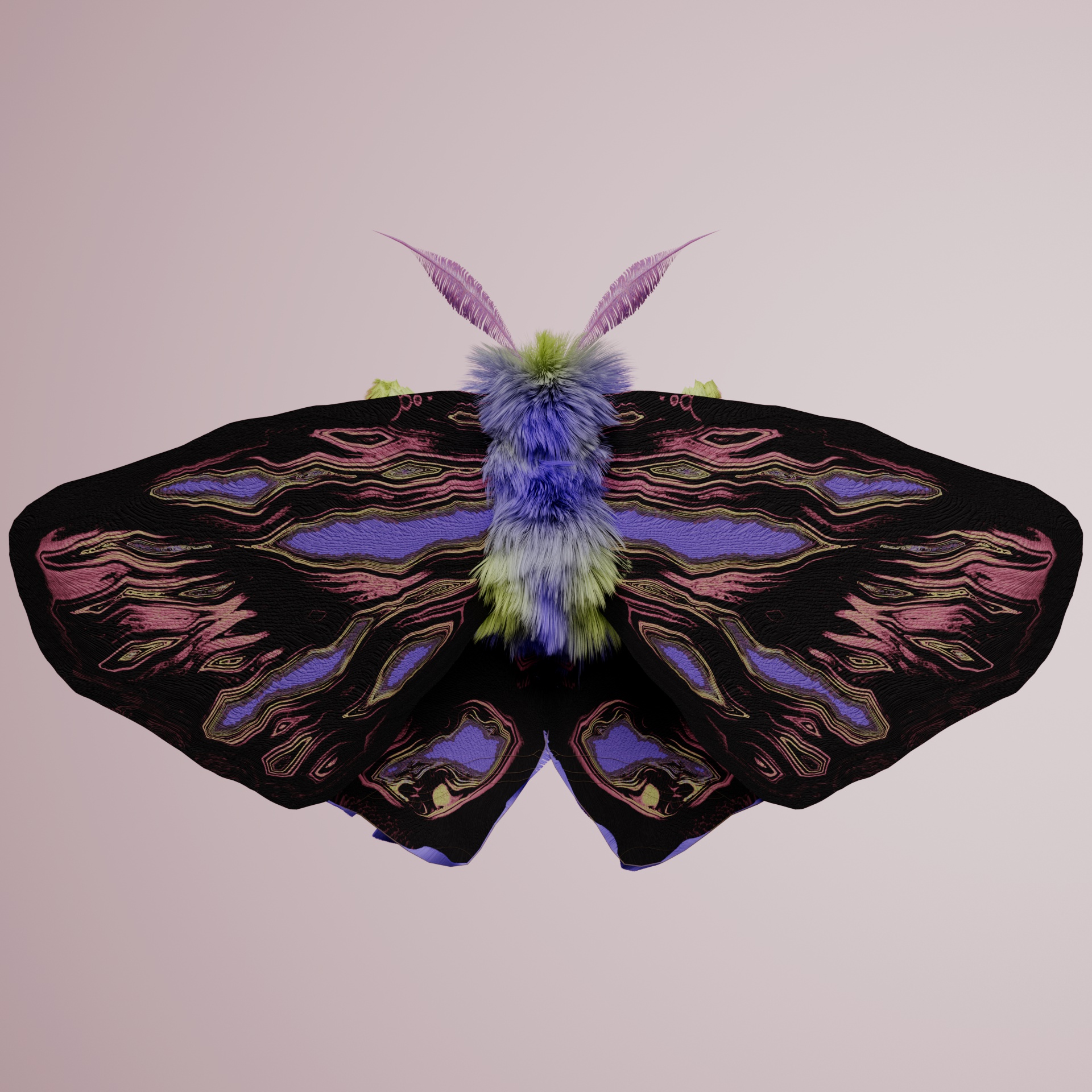 Lepidopteraidea monacher