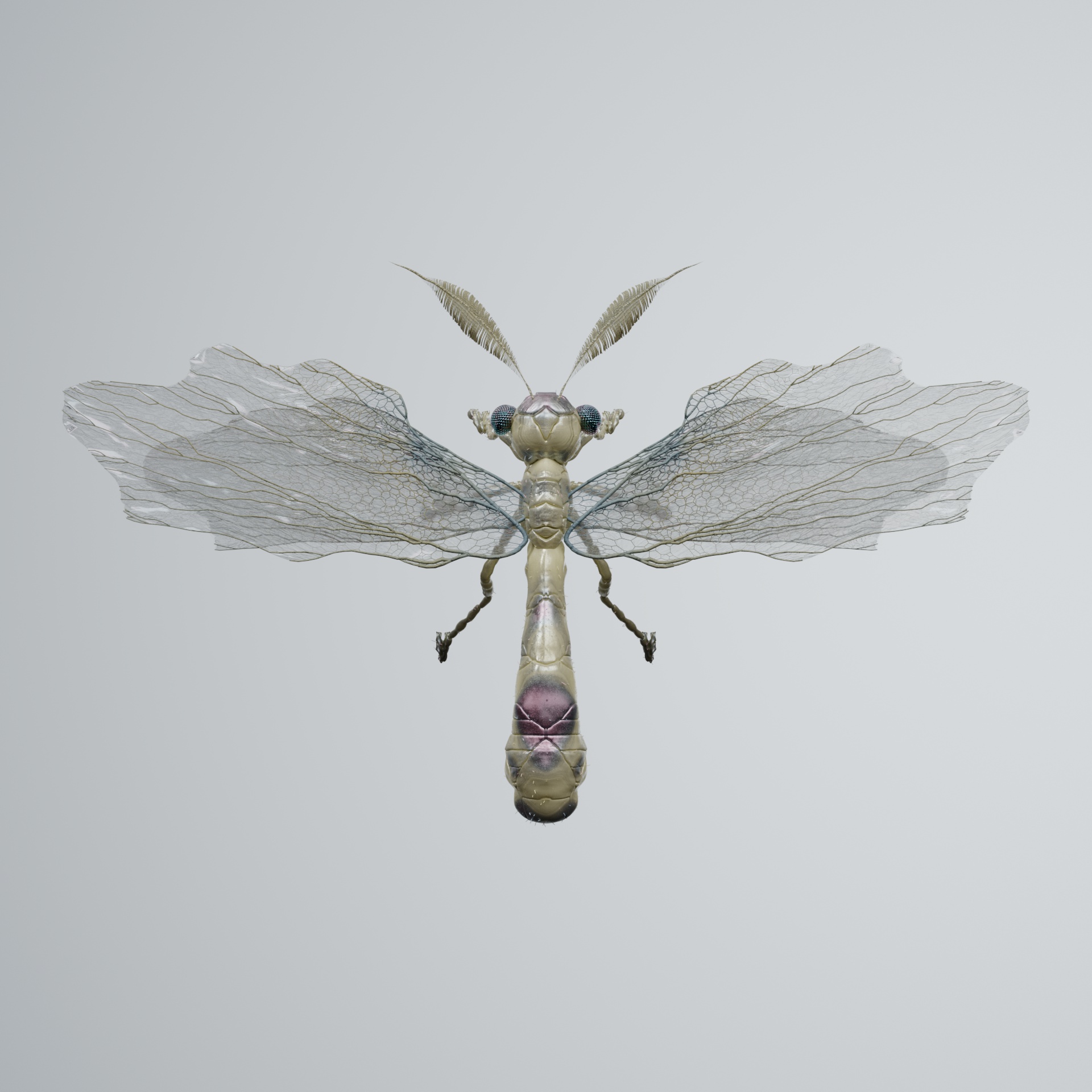 Anisopterapinguis manentris