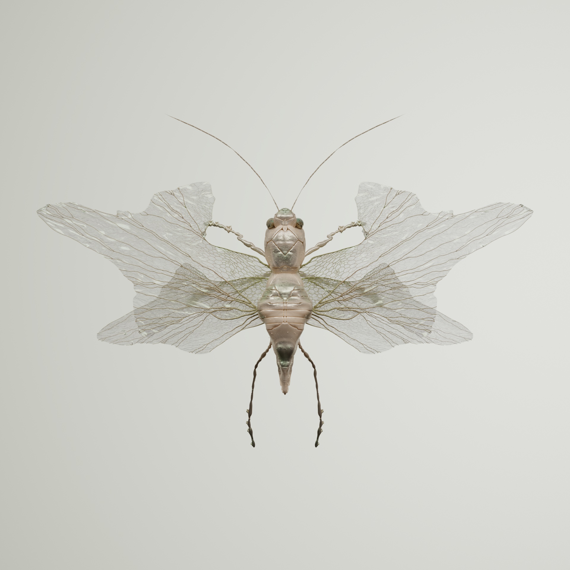 Anisopterapinguis reticeria
