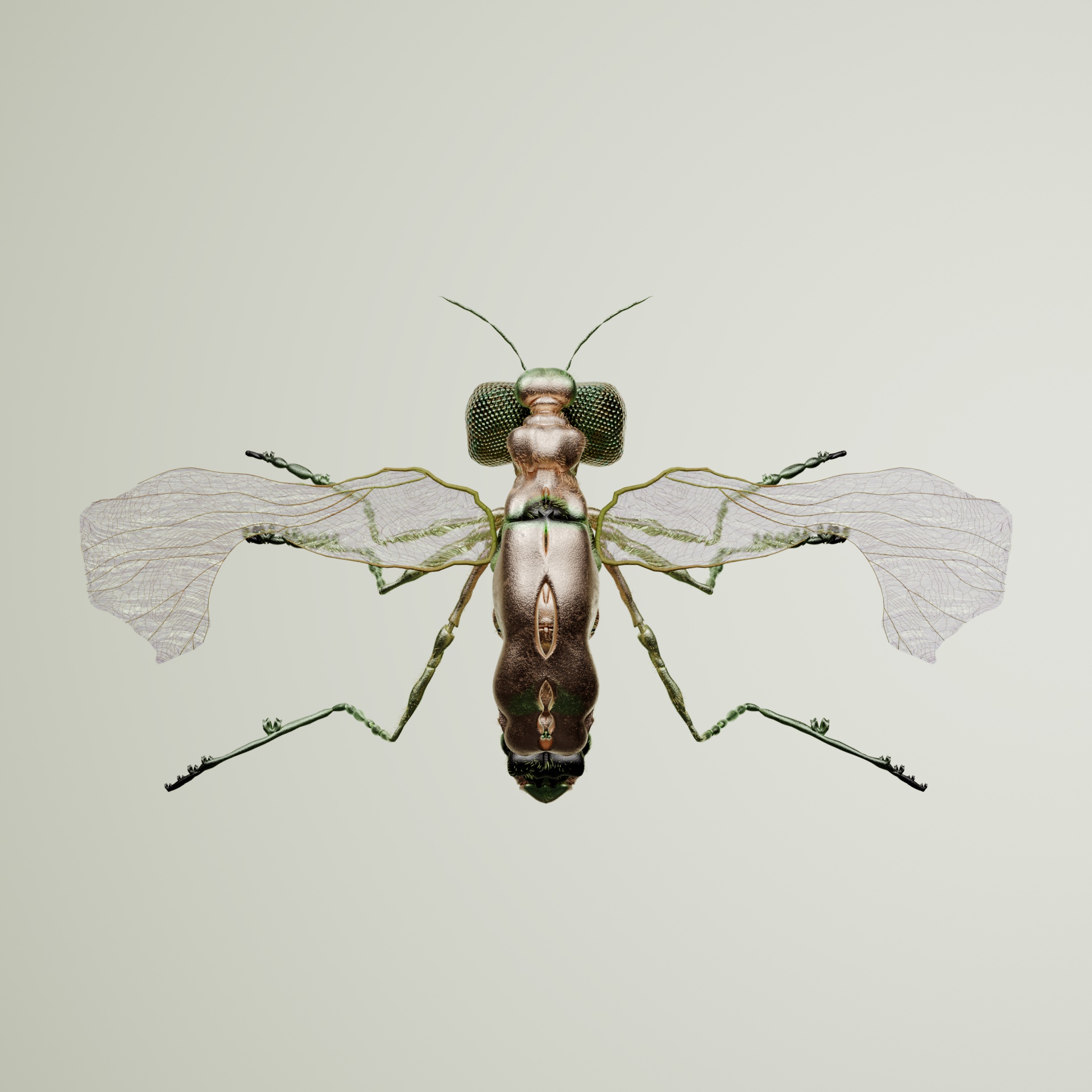 Coleopteravivida magarhules