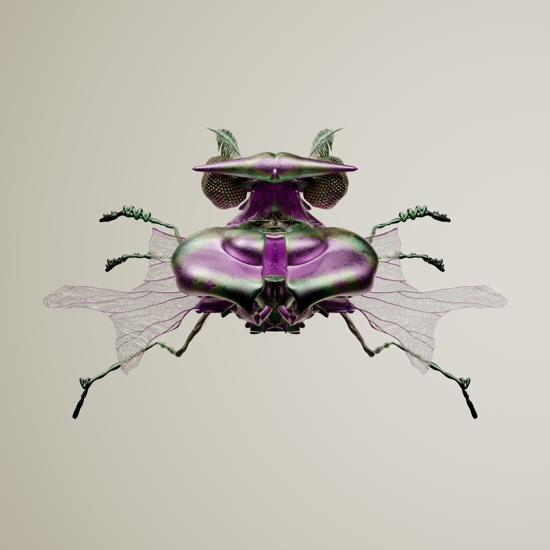 Coleopterauridae darwalus