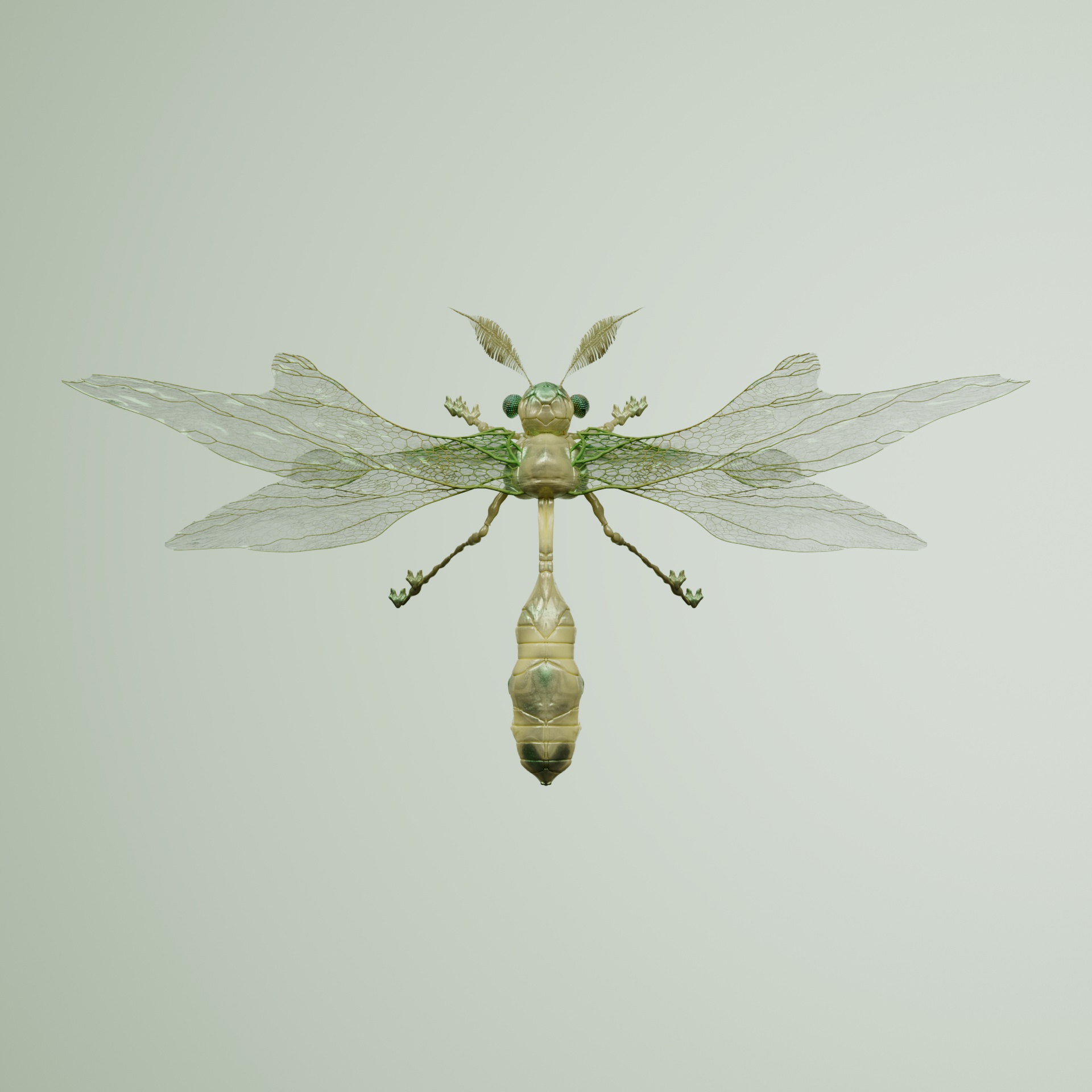 Anisopteraodontus nivilla