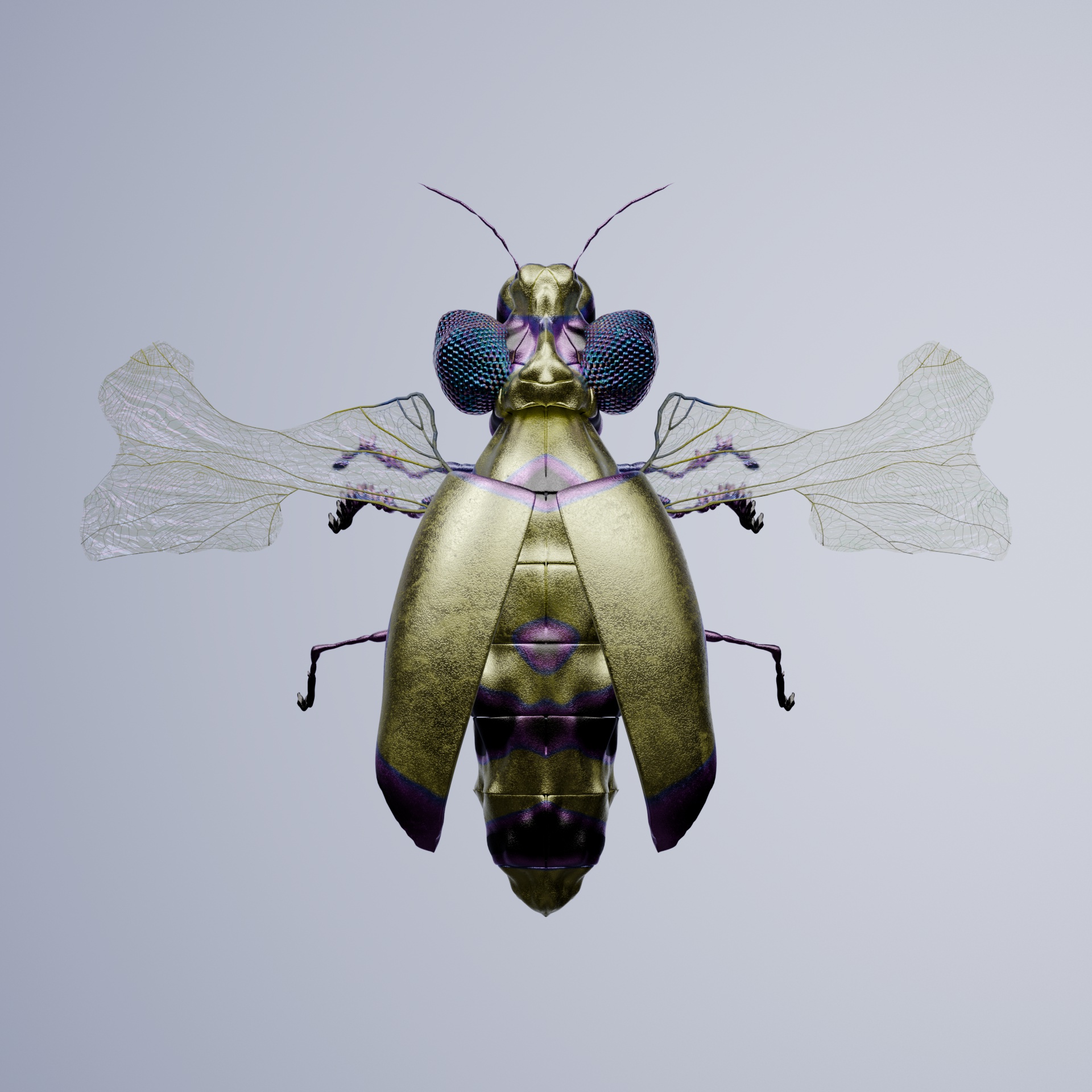 Coleopteraproceritas mandtephalus