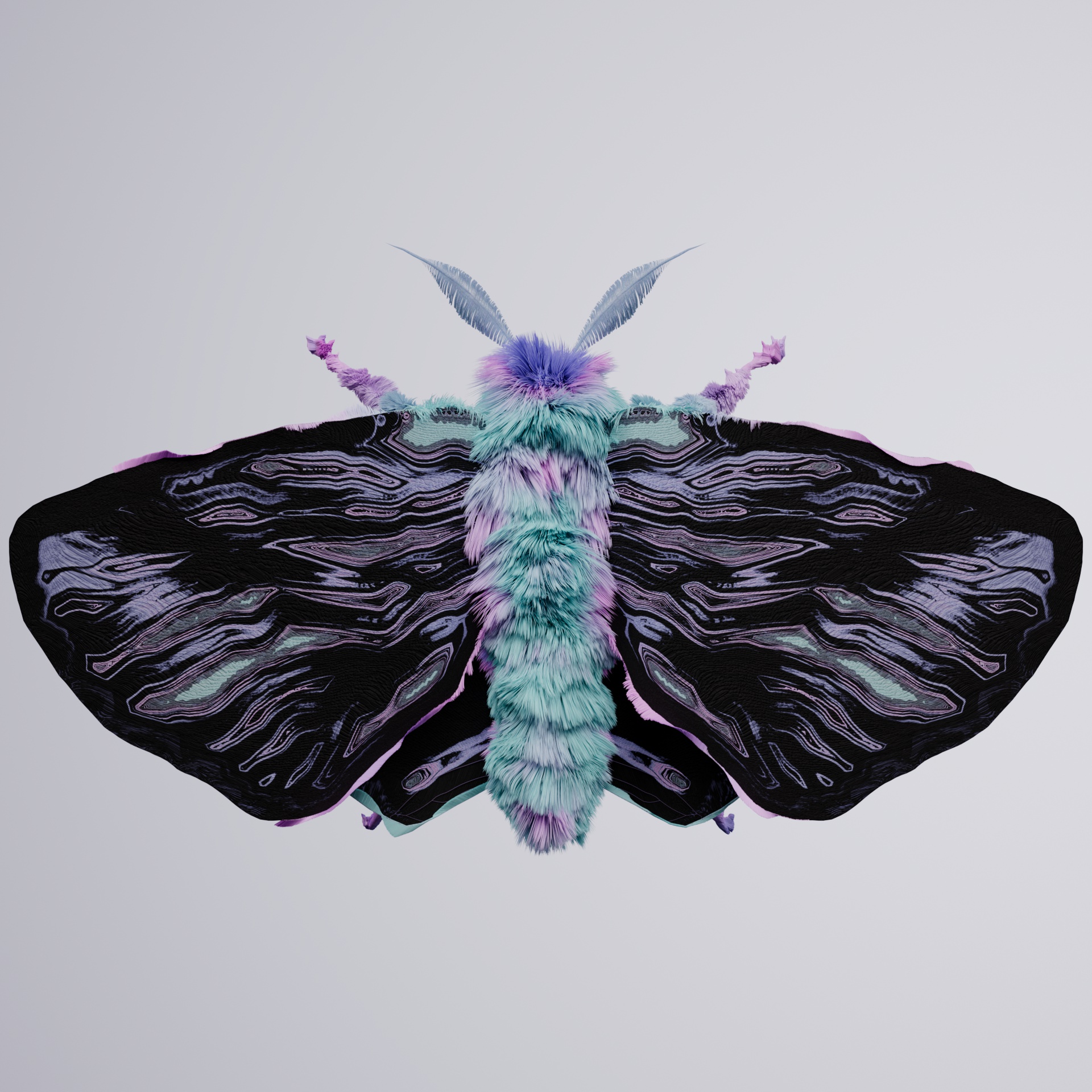 Lepidopteraproceritas mendiceps