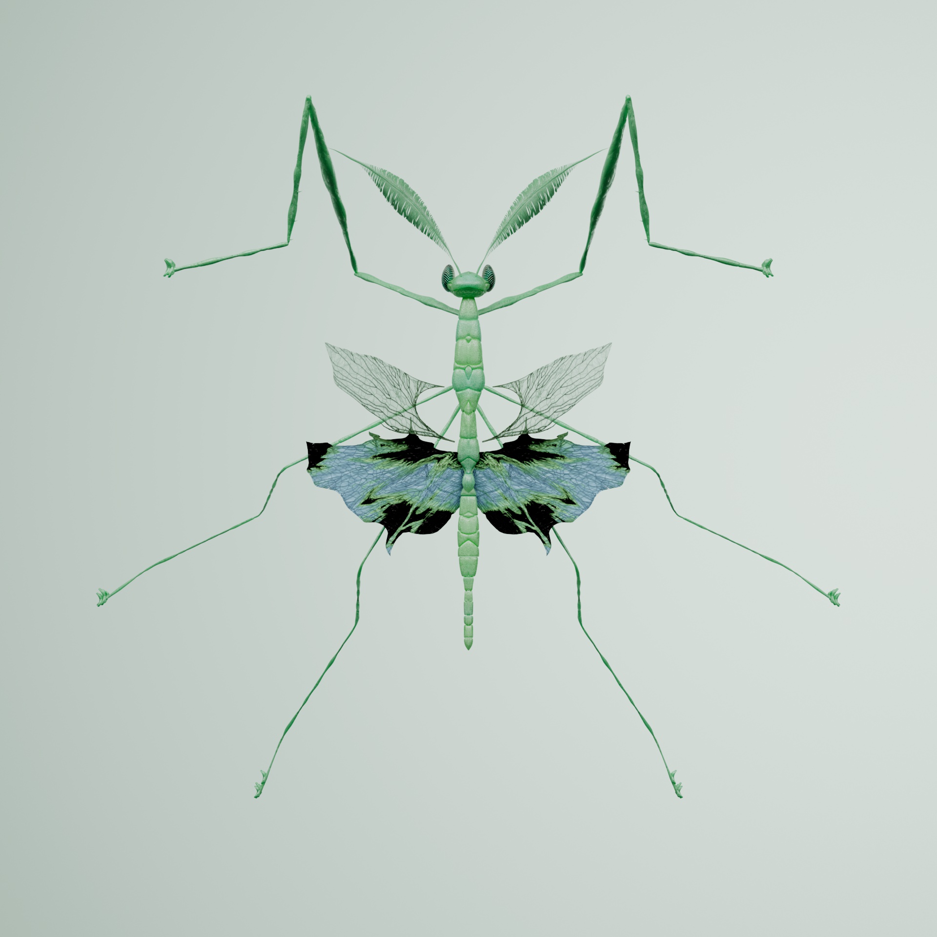 Mantodeaproceritas ermaum