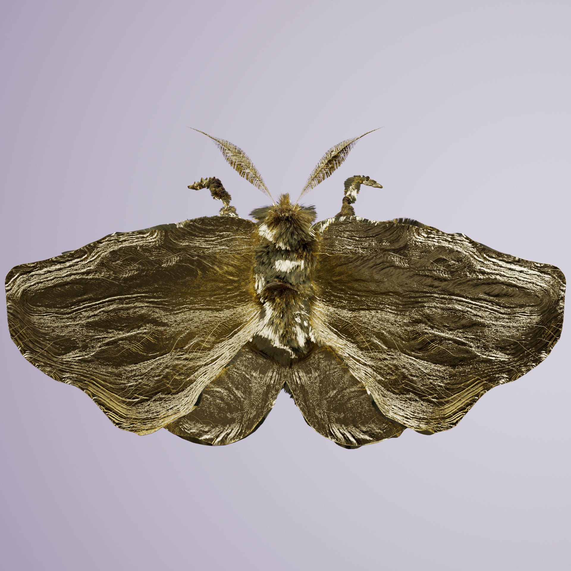 Lepidopteraoprocta ajeensis