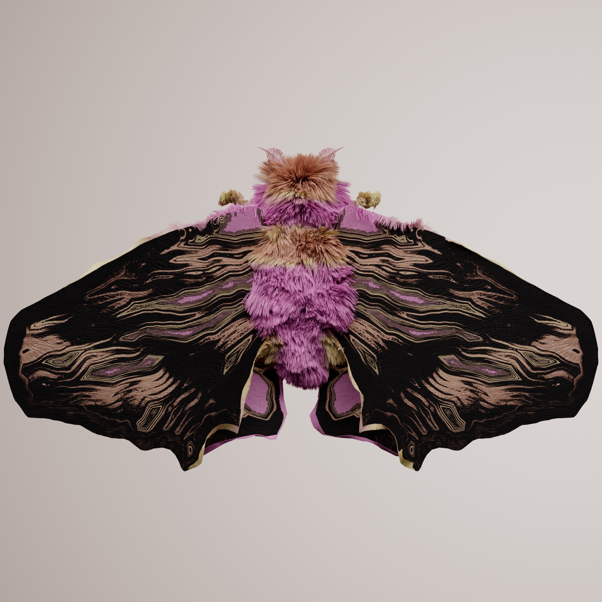 Lepidopteravivida brachalis
