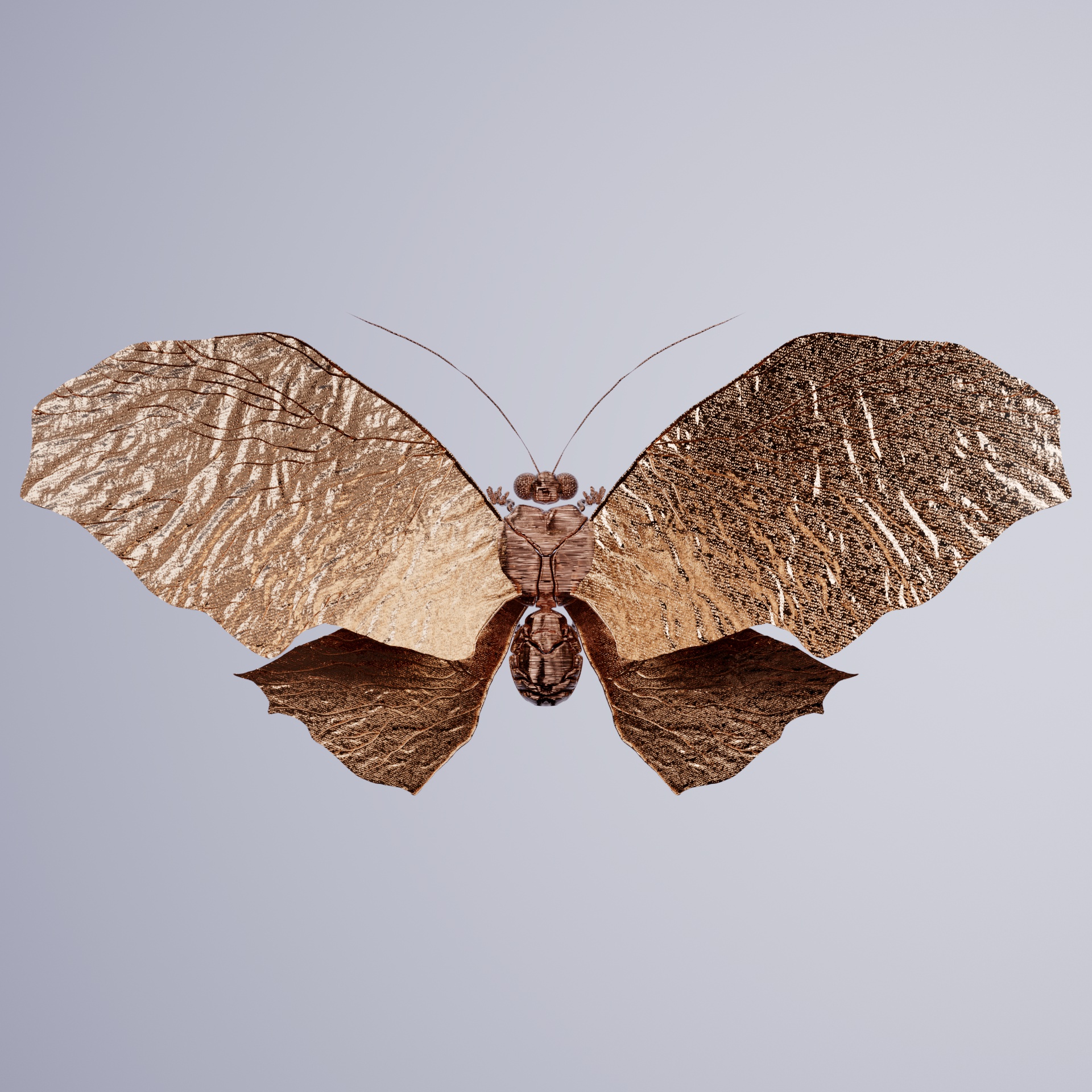 Rhopaloceraeros populonae