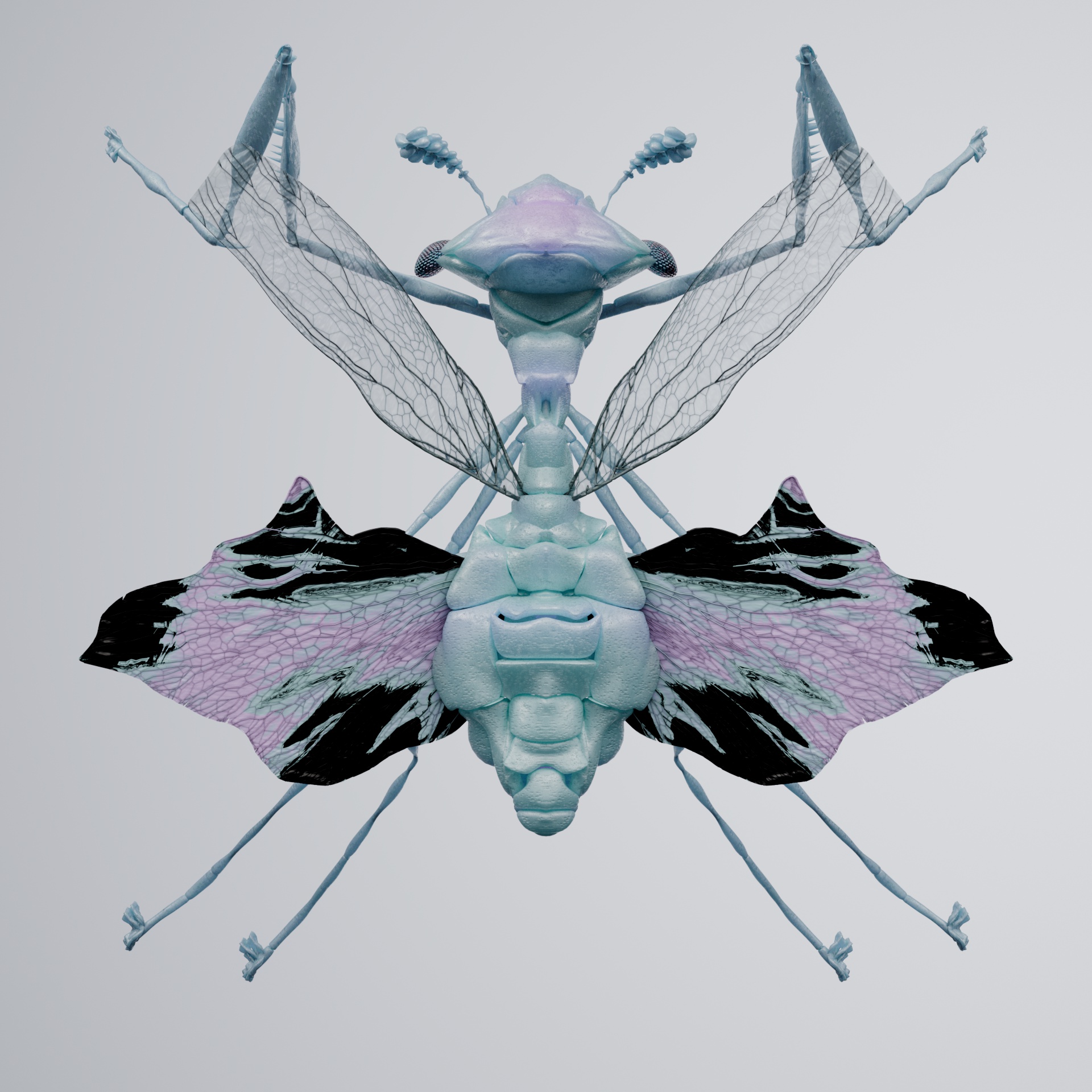 Mantodeapinguis unicarus